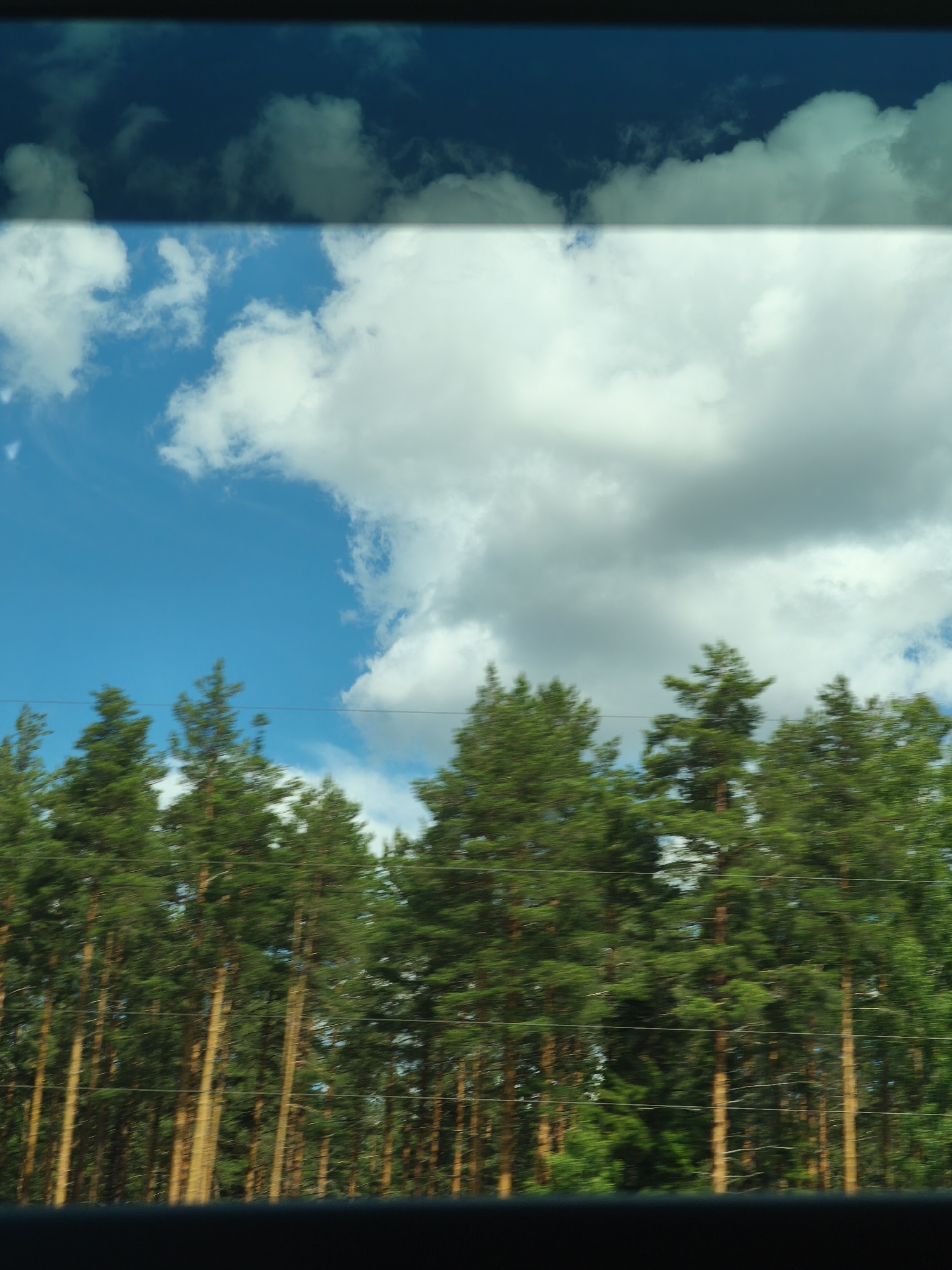 The image depicts a view through a window, likely from a moving vehicle, showing a dense forest of pine trees against a bright blue sky with scattered white clouds. The trees are tall and appear to be in a line, with their trunks visible as vertical elements. The foliage is a rich green. Horizontal lines, possibly power lines or wires, are visible across the scene, spanning between the trees. The bottom of the image is obscured by a dark, blurred area, suggesting the edge of the window frame or the interior of the vehicle. The overall impression is one of a journey through a natural landscape. The location is identified as Pokrovskoye, Russia, which is consistent with a view of a pine forest.