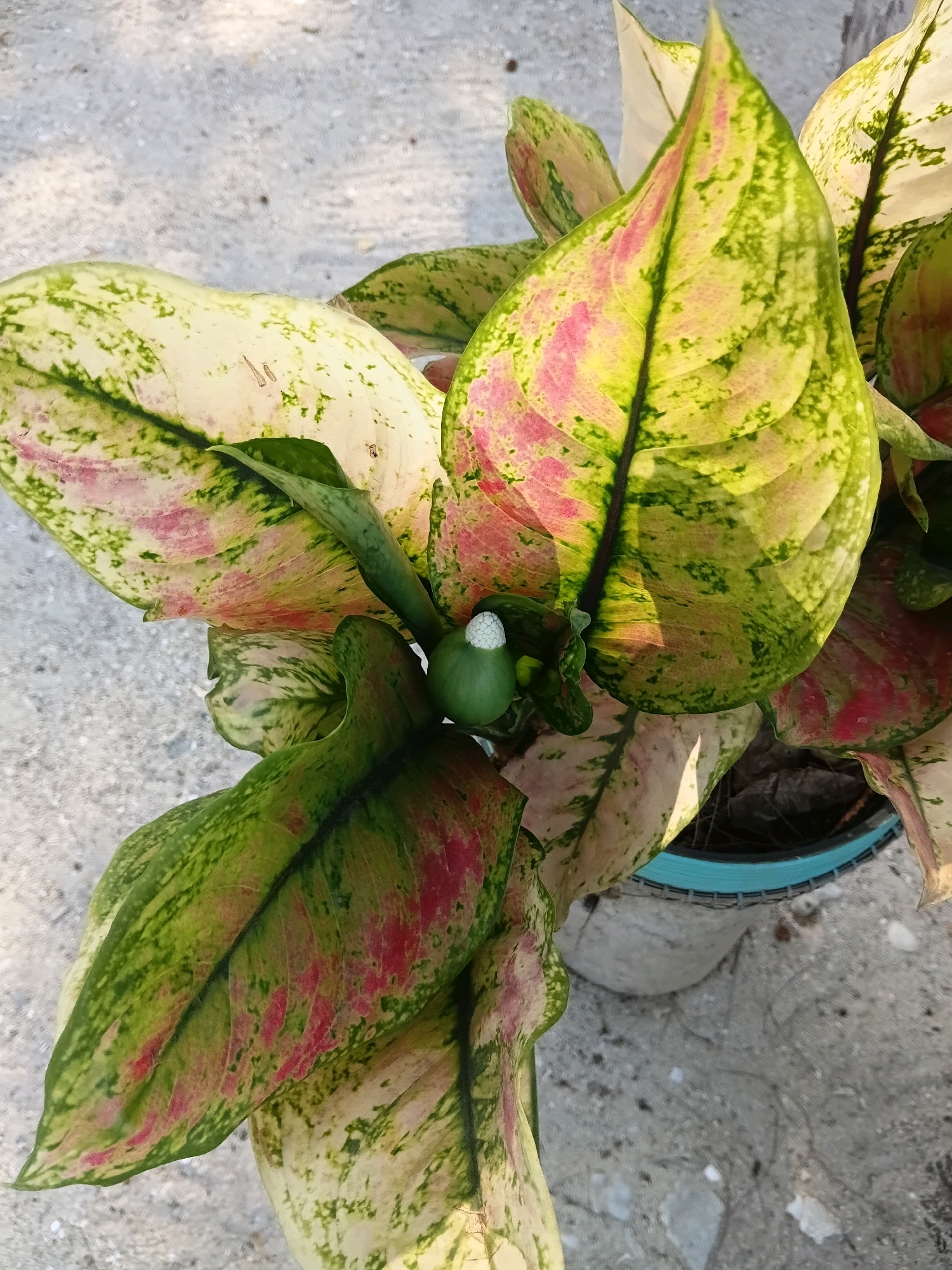 A close-up, overhead view captures a variegated plant with large, ovate leaves. The leaves exhibit a striking pattern of creamy white and lime green with splashes of pink and dark green veins. At the center of the plant, a small, green, bulbous structure with white tips is visible, likely a flower bud. The plant is situated in a light blue pot with a textured rim, which is partially obscured by the leaves. The pot rests on a light gray, concrete-like surface, possibly a ground or pavement. The lighting suggests an outdoor setting, with shadows indicating a light source from the top right. The background is a blurred continuation of the gray surface. The scene is devoid of any human presence or activity, presenting a still-life composition of the plant and its immediate surroundings. The location is identified as Cikal, Indonesia.
