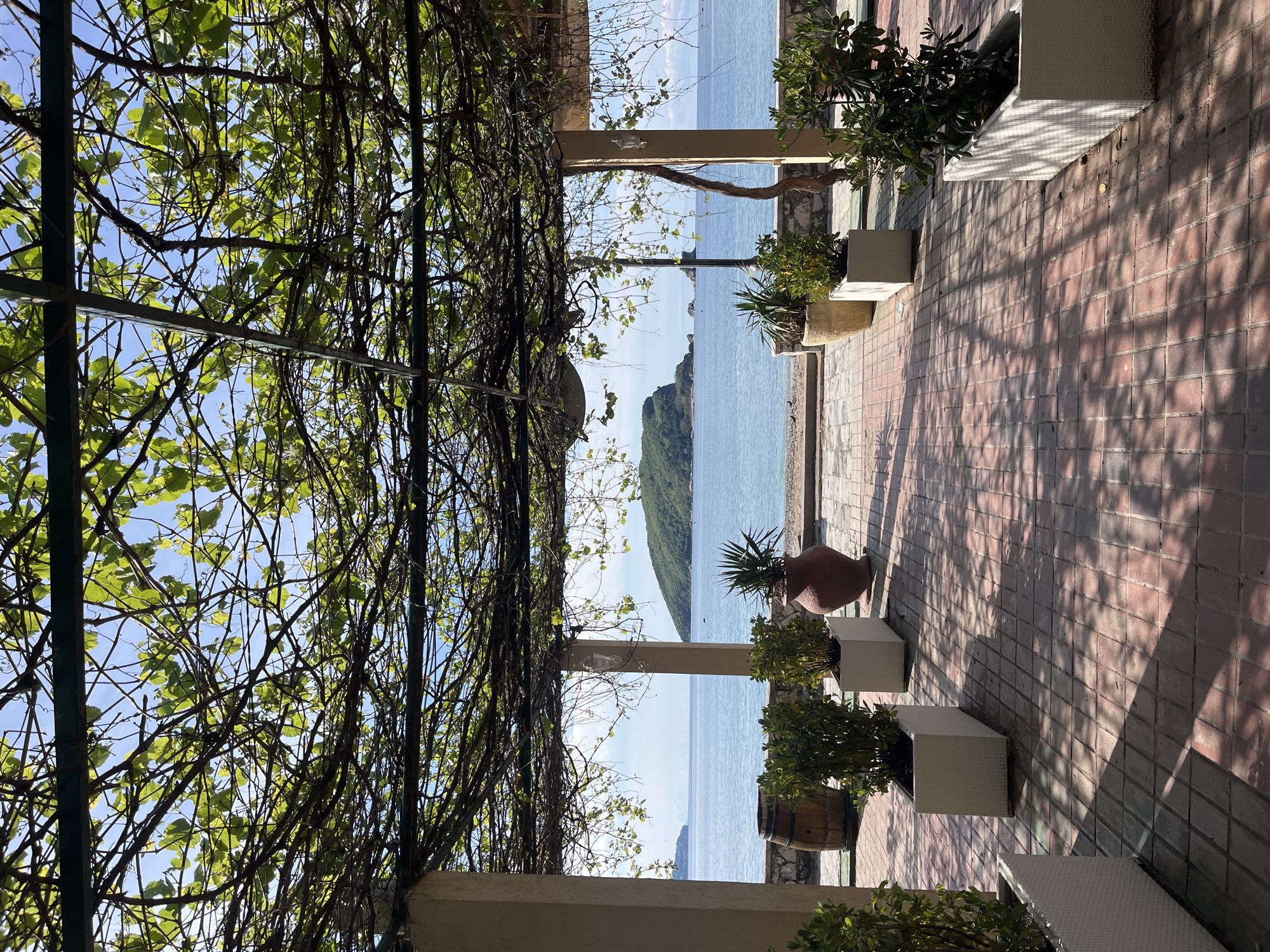 The scene is a seaside view in Budva, Montenegro. The foreground features a vine-covered pergola. Beyond the pergola are white and terracotta potted plants along a brick-paved area. The background shows the Adriatic Sea with a tree and a distant island. The sky is light blue. The lighting suggests a sunny day. The image appears to be taken from a shaded terrace.