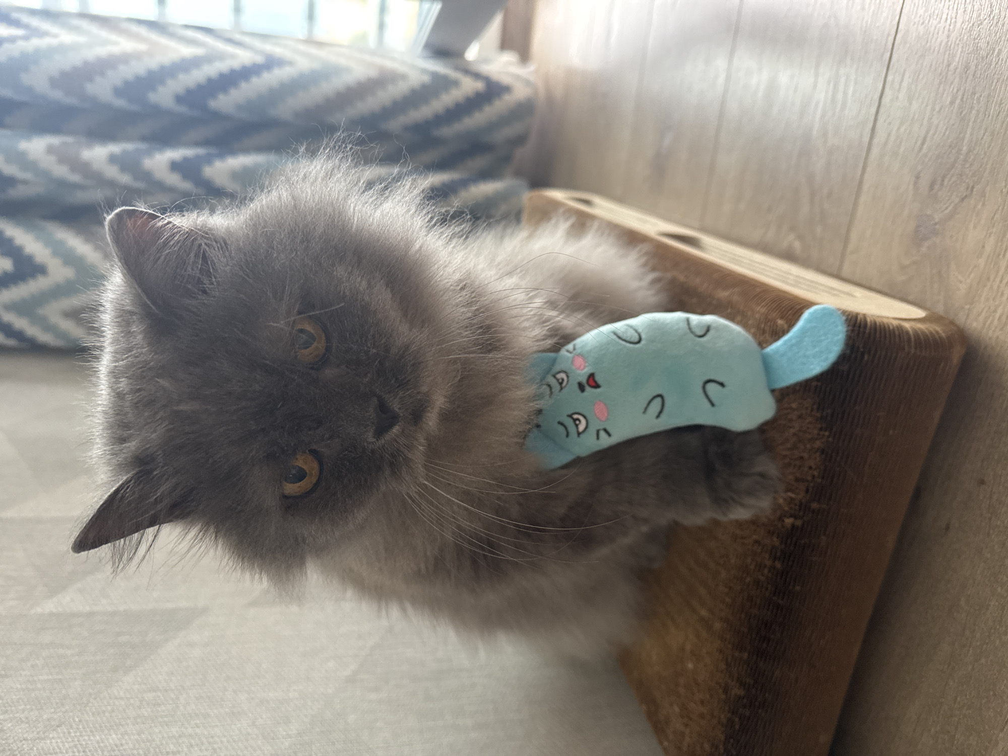 A fluffy grey cat is holding a light blue cat toy. The cat is resting on a scratching post with brown corrugated cardboard. The floor is light-colored wood. A patterned cushion is partially visible in the background. The location is unknown and there is no evidence this is located in Izhevsk, Russia.