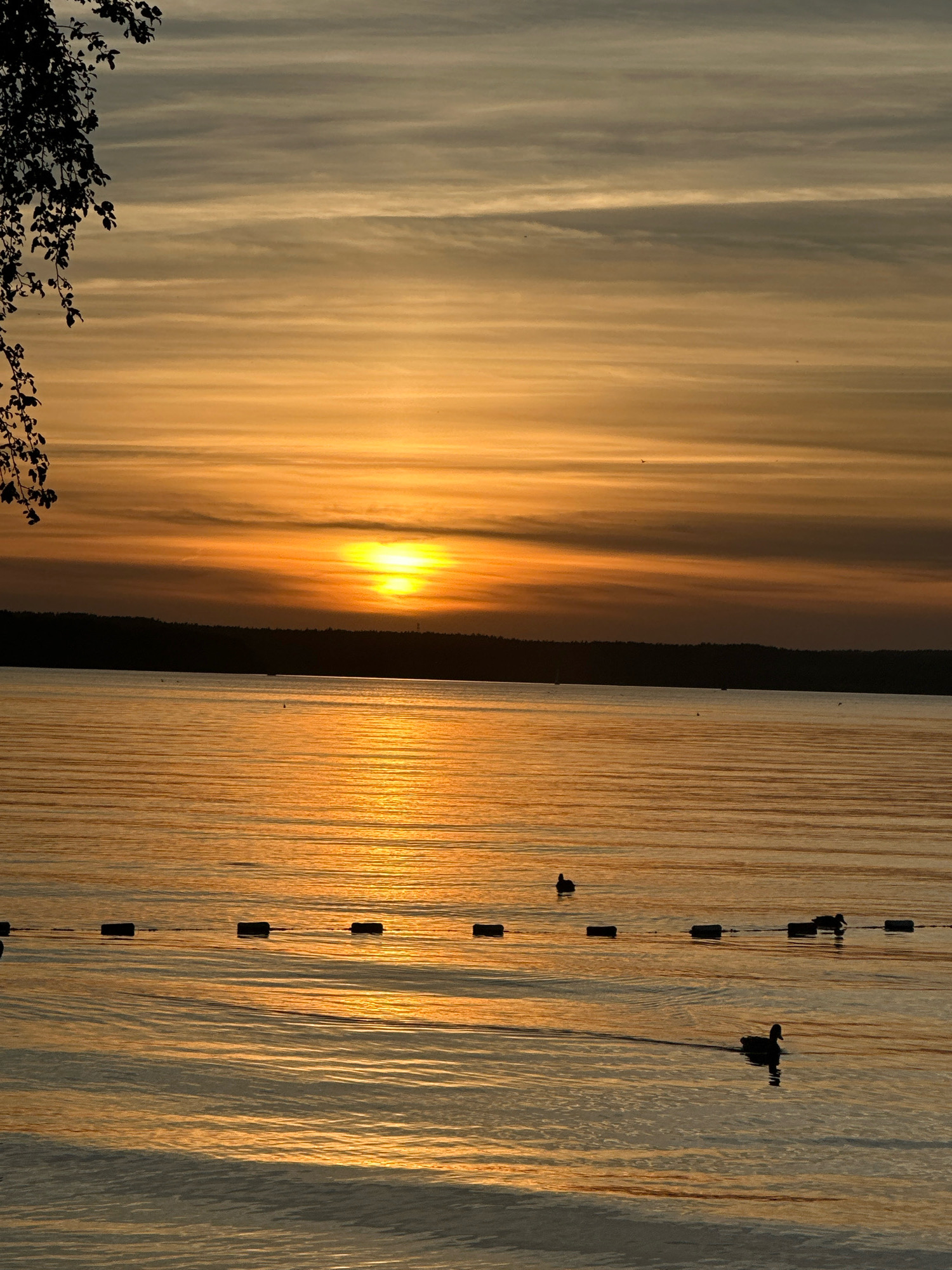 This image depicts a serene sunset over a body of water, likely a lake or large river, on the outskirts of Ждановіцкі сельскі Савет, Belarus. The sky is ablaze with hues of orange and yellow, streaked with thin, horizontal clouds. The sun, a bright orb, is low on the horizon, casting a warm, golden reflection across the rippling water.
In the foreground, a line of dark, rectangular buoys floats on the surface, marking a boundary. Several ducks are visible swimming in the water. One duck is in the mid-ground, to the right, and another is in the lower right quadrant, closer to the viewer. In the distance, a dark, silhouetted tree line forms the horizon. The upper left corner of the image features the dark silhouette of tree branches with leaves, framing the scene. The overall atmosphere is one of tranquility and natural beauty, characteristic of a rural sunset.