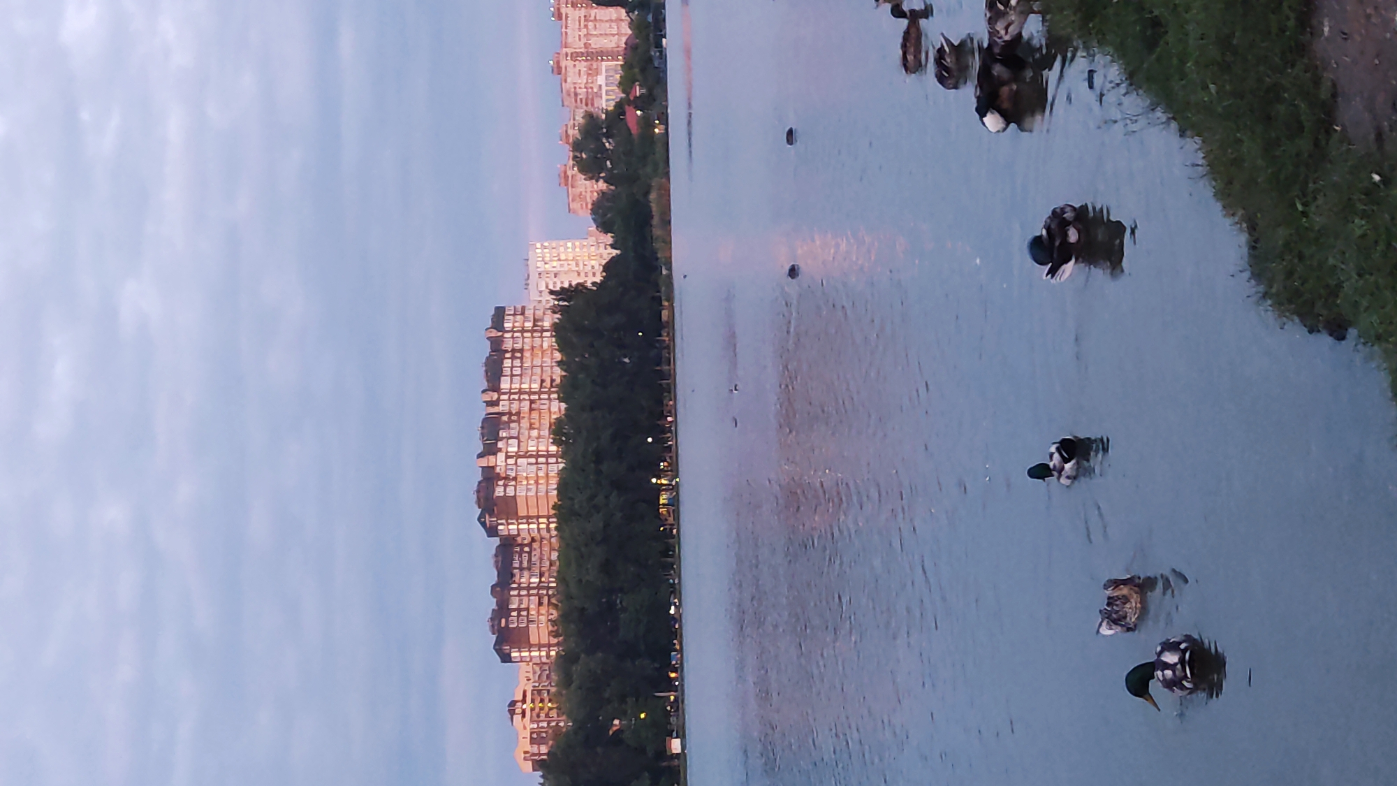 The image depicts a serene lake at dusk, with several ducks swimming on its surface. In the background, a line of tall, multi-story buildings, typical of urban residential complexes, is visible behind a dense row of trees. The sky is overcast with clouds, casting a soft, diffused light over the scene. The water reflects the subdued colors of the sky and the lights from the buildings, creating a peaceful ambiance. The overall setting suggests a park or recreational area within a city, likely in Krasnodar, Russia, given the architectural style of the buildings and the presence of lush greenery alongside urban development.