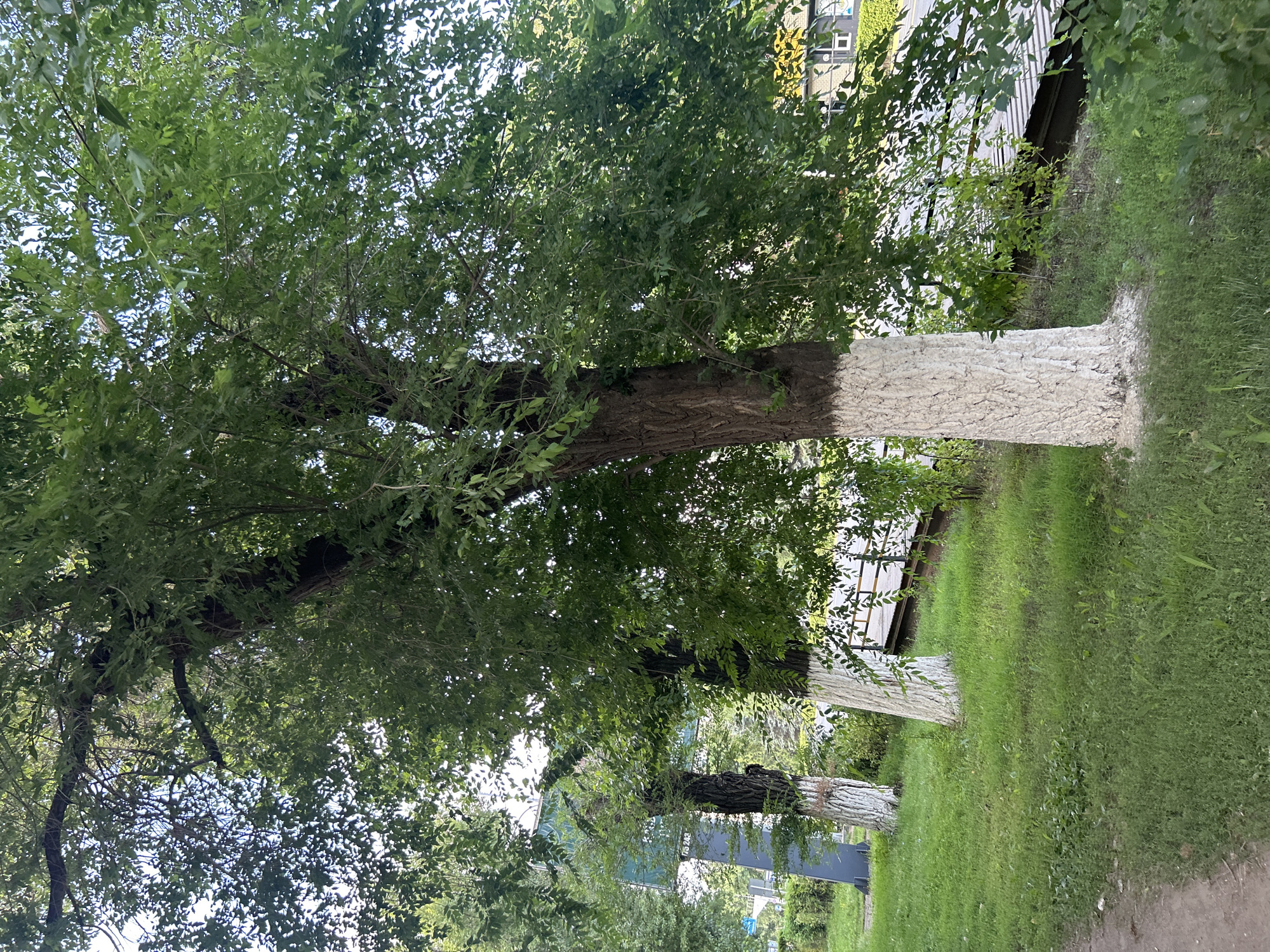 The image captures a close-up view of a large tree with a thick, gnarled trunk, painted white at its base. The tree is lush with green foliage, casting shadows on the ground. In the background, other trees are visible, along with a hint of a building and a road. The scene appears to be a public space within the city of Oral, Kazakhstan, likely a park or a tree-lined street, given the presence of urban elements like the building and road. The grass is green and well-maintained, suggesting a park or landscaped area. The overall impression is one of a serene, natural setting juxtaposed with subtle signs of urban infrastructure.