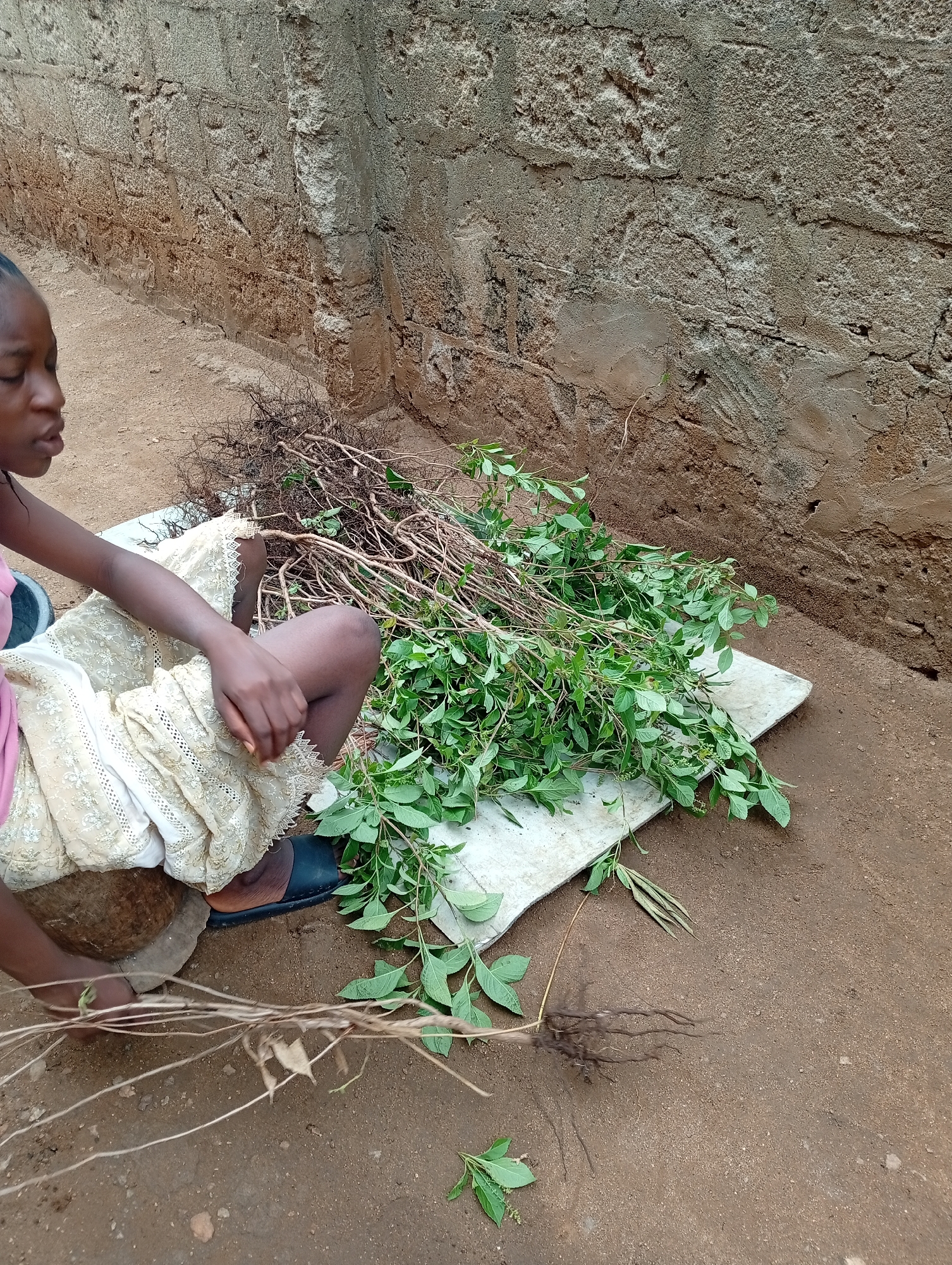A young person sits outside on a dirt surface next to a concrete wall in Adankolo, Nigeria. They are sorting through plants and roots laid out on a white surface. The person wears a pink top, a light colored skirt with lace, and dark slip-on shoes. The plants are a mix of green leafy branches and dry, bare roots. Some of the plants still have their roots attached. The person is holding a bundle of the dry roots.