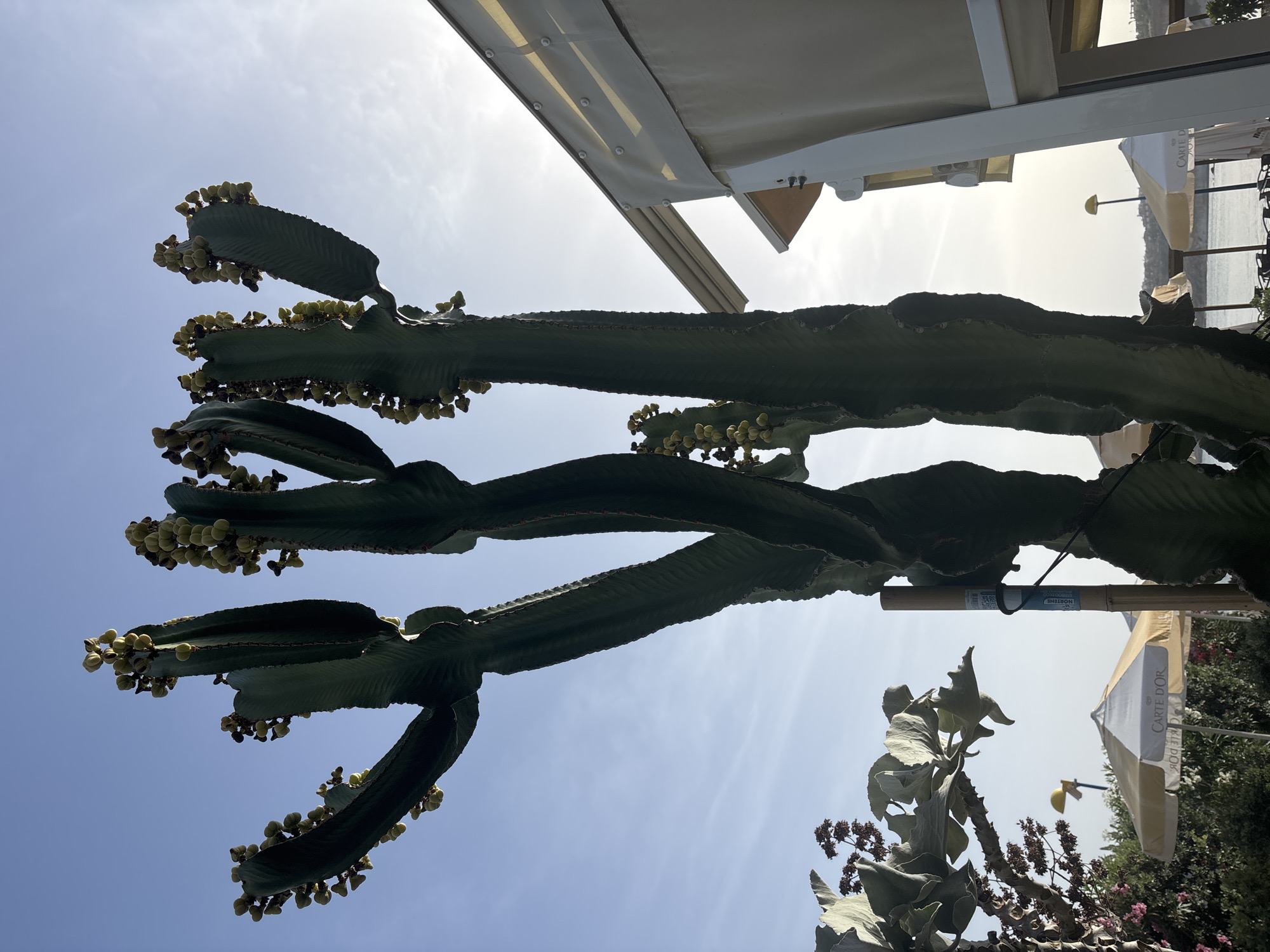 The image shows a large, multi-trunked cactus with a clear blue sky in the background. The cactus is covered in small, light green buds or flowers. To the right of the cactus, there is a portion of a white building with a light-colored awning. In the foreground, there are some other plants and a yellow and white umbrella with "CARTE D'OR" written on it. The scene appears to be an outdoor setting, possibly a cafe or restaurant near a body of water, given the presence of umbrellas and the hint of a shoreline in the background. The lighting suggests it is daytime, with the sun possibly setting or rising. The specific location in Orihuela, Spain, is not identifiable from the visual elements alone.