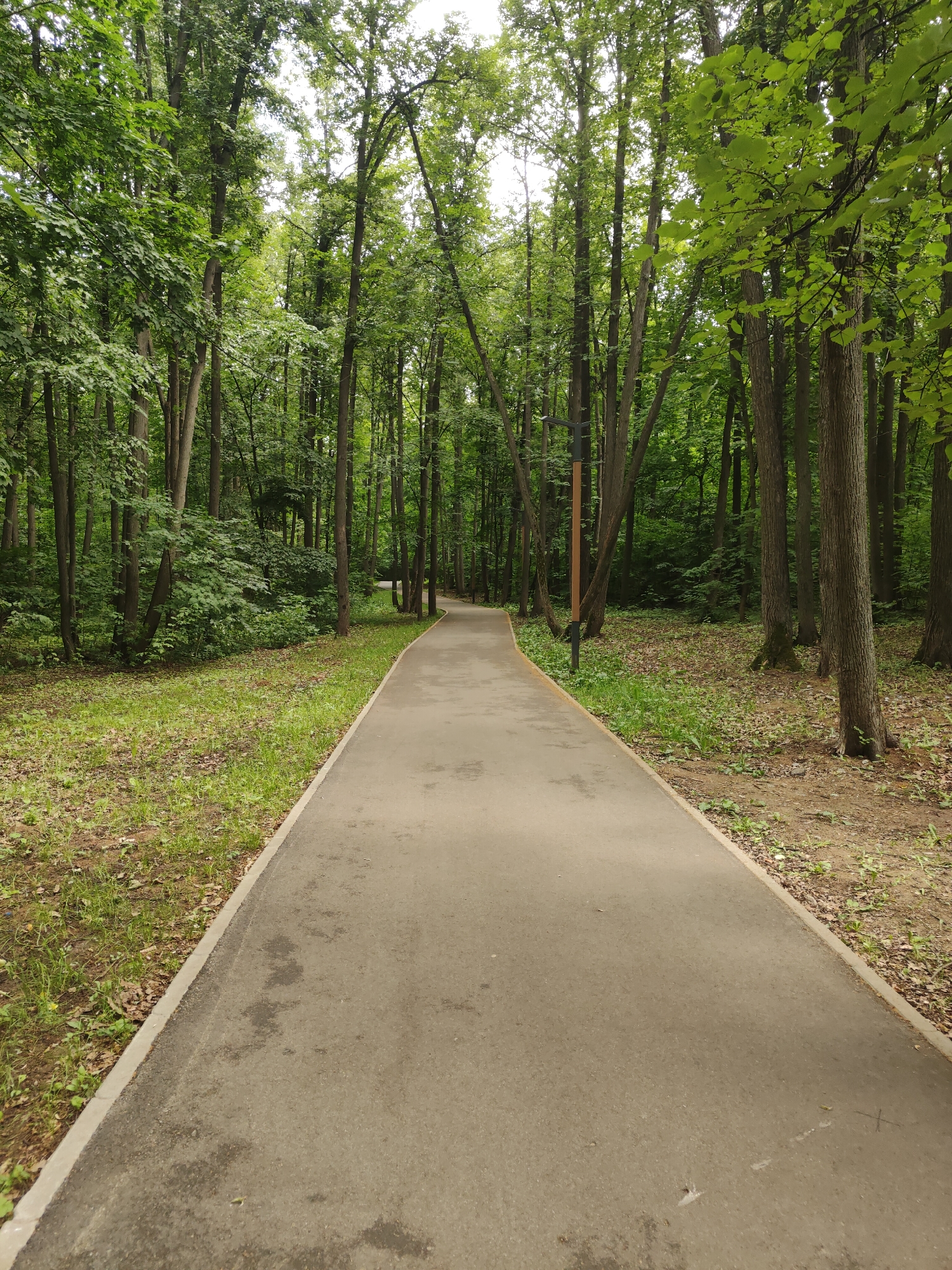 A paved pathway winds through a dense forest. The pathway is bordered by grass and fallen leaves. Tall trees with green foliage line both sides of the path, their branches forming a canopy overhead, allowing dappled sunlight to filter through. In the middle ground, a dark lamppost with a wooden accent stands on the right side of the pathway. The overall scene depicts a serene natural environment within a park setting.