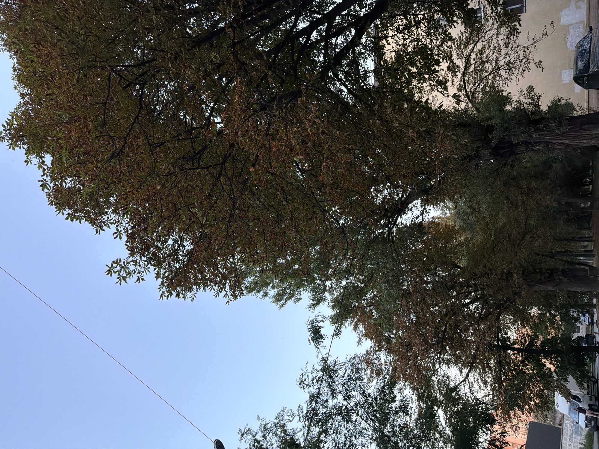 The image captures a street lined with trees, many of which display autumn foliage in hues of brown and green. The sky is a clear, pale blue, with a thin wire extending diagonally from the upper left corner. In the foreground, on the left side of the street, a white van is parked, with a person standing next to it. Further down the street, several cars are visible. The buildings lining the street are a muted yellow color. The overall scene depicts a quiet street in Kyiv, Ukraine, likely during the daytime, with a strong emphasis on the natural elements of the trees contrasting with the urban environment.