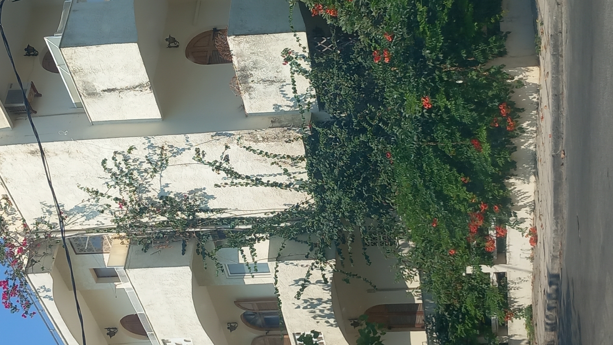 The image shows a multi-story building with white stucco walls, balconies, and arched windows. A vine with green leaves and some pink and orange flowers is growing up the side of the building and over a low white wall in front. The building appears to be in a residential area, possibly in the city of Kos, Greece, given the architectural style and vegetation. The street in front is paved, with a sidewalk and some fallen leaves on the ground. There are no people visible in the image. The lighting suggests it is daytime with sunlight casting shadows.