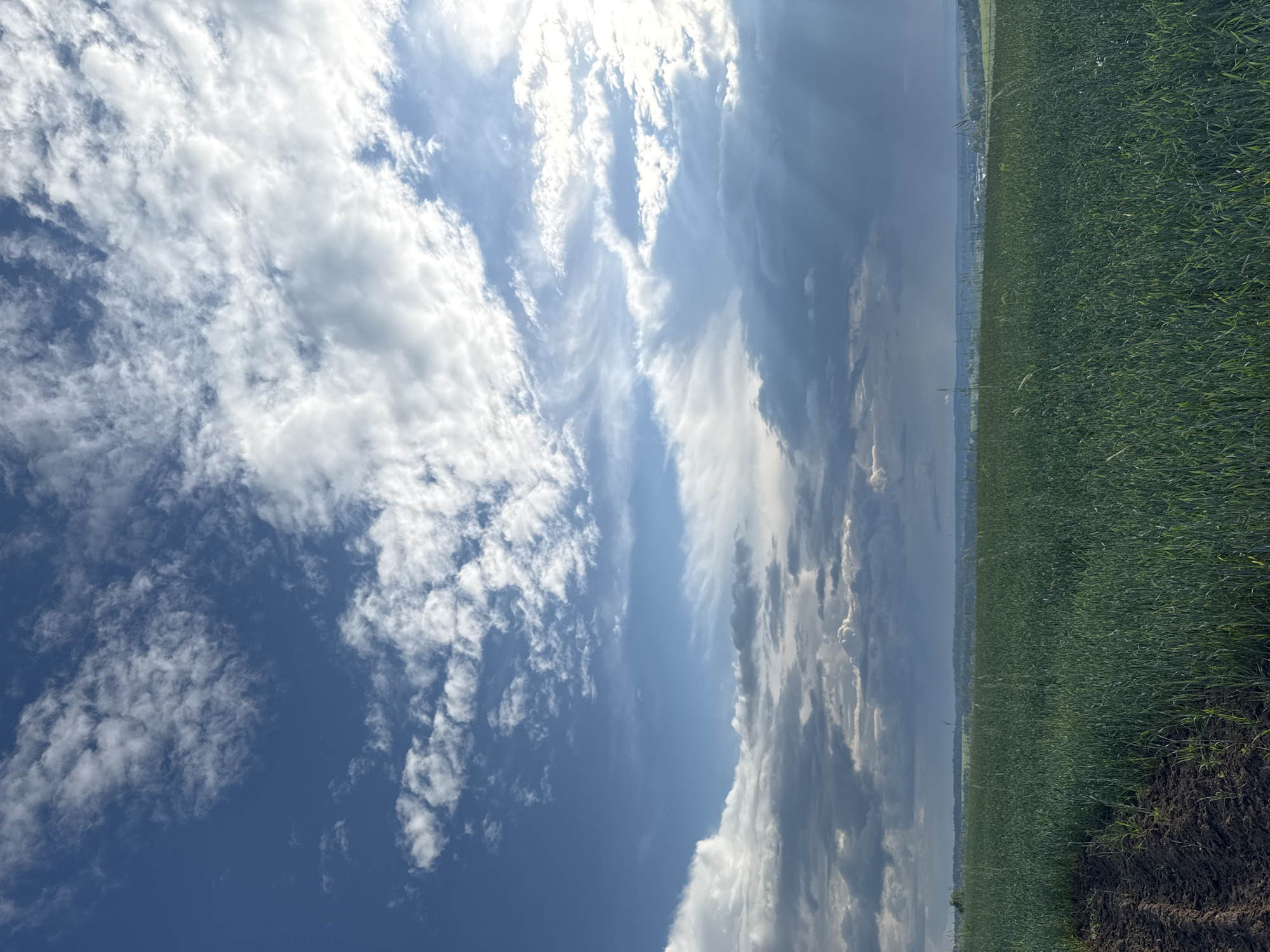 The image shows a wide, horizontal view of a green field under a vast, partly cloudy sky. The field occupies the lower half of the frame and appears to be an agricultural crop, possibly wheat or barley, with rows of darker, tilled soil visible on the left edge. In the distance, a hazy horizon line suggests a landscape with more fields and scattered settlements.
The sky is a prominent feature, filled with a dramatic interplay of light and shadow. Blue skies are visible in patches, interspersed with dense, white, and gray clouds. Rays of sunlight are breaking through some of the clouds on the right side of the frame, creating a sense of depth and movement. The clouds suggest dynamic weather conditions, possibly a storm passing or approaching.
There are no people, animals, or structures clearly identifiable in the image. The scene is a natural landscape dominated by the expansive field and the atmospheric sky. The overall impression is one of natural beauty and the grandeur of the sky.