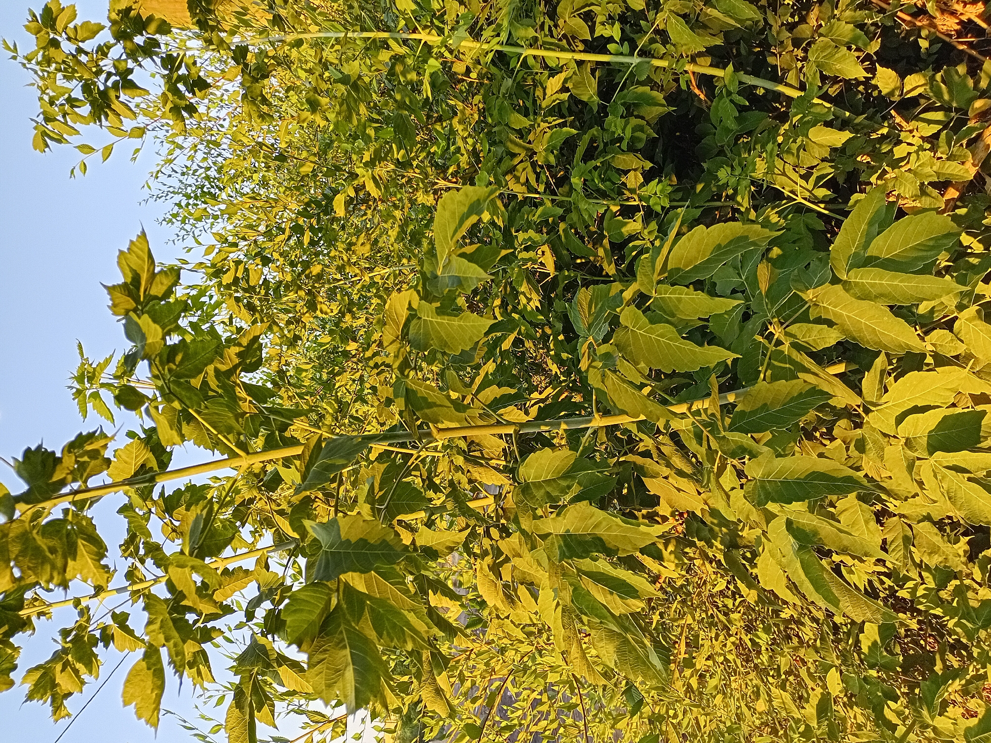 This image depicts a dense thicket of green foliage, primarily consisting of trees and bushes, bathed in the warm light of what appears to be either sunrise or sunset. The leaves are varied in shape and size, with some large, lobed leaves in the foreground and smaller, more elongated leaves in the background. The overall impression is one of lush, untamed vegetation.
The scene is located in the city of Semey, Kazakhstan. The environment is natural, likely a park, undeveloped area, or roadside verge, given the density of the plants and the absence of any man-made structures or signs of human activity in the immediate vicinity. The clear blue sky in the upper portion of the image suggests an outdoor setting. No people, animals, or specific man-made objects are visible within the frame. The focus is entirely on the natural landscape and the play of light on the vegetation.
