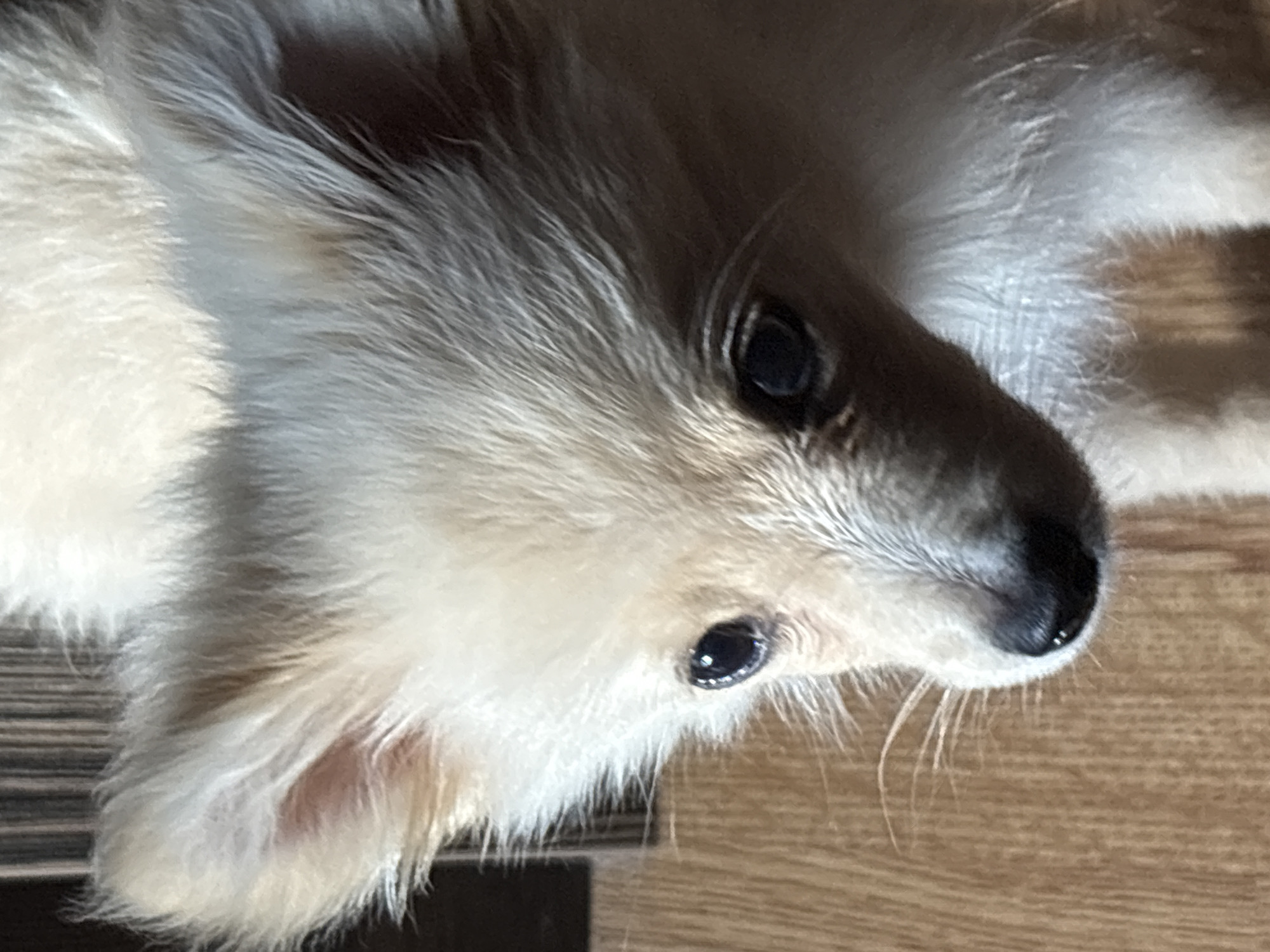 The image shows a close-up of a light-colored, fluffy puppy's face. The puppy is looking downwards and slightly to the left. Its ears are large and pointed, and its fur is thick and soft. The background consists of a vertical striped dark surface on the left and a light brown wooden surface below and to the right of the puppy. There is no indication of the city of Tankovo, Bulgaria in this image.