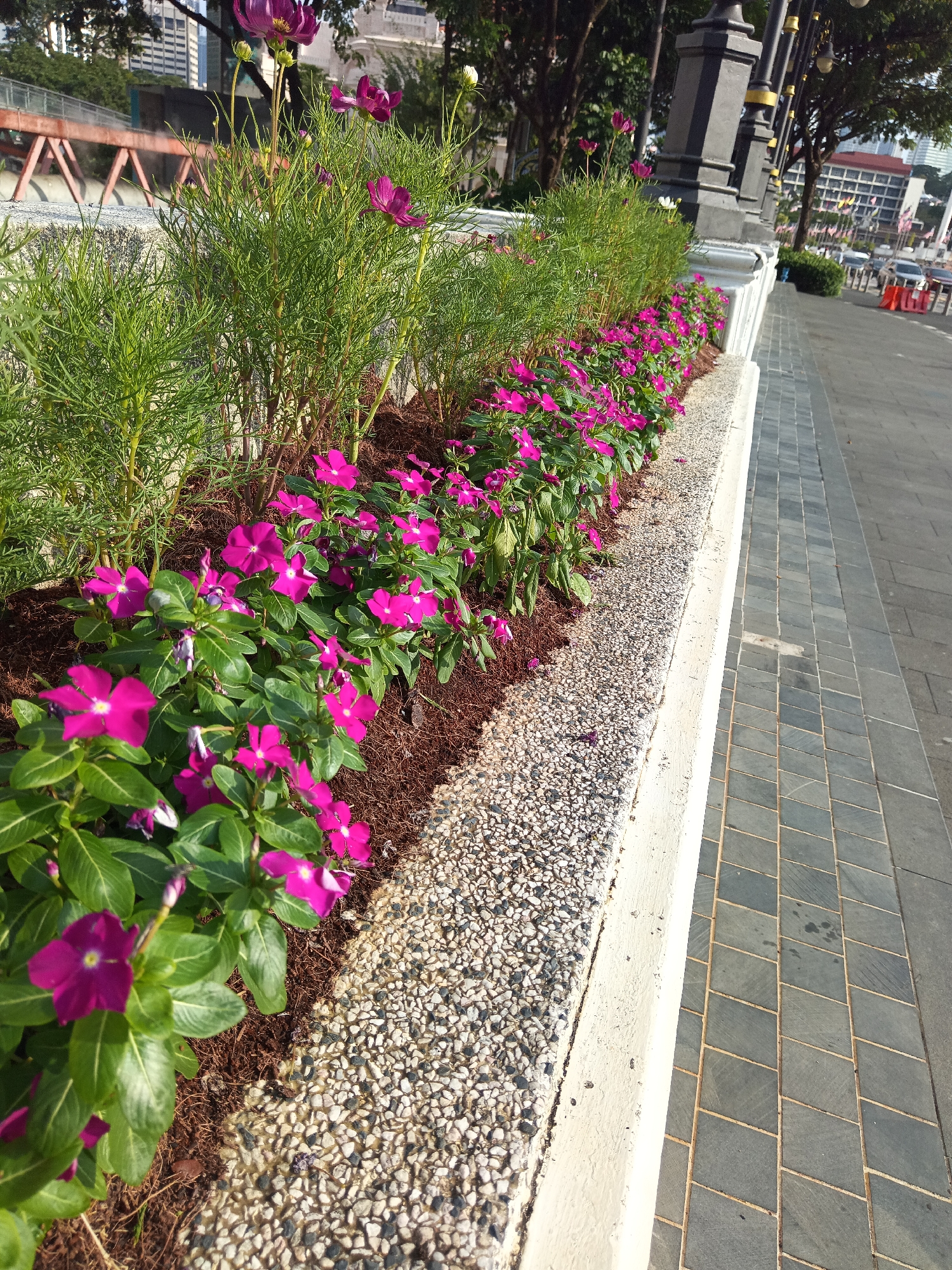 The image depicts a streetscape in Kuala Lumpur, Malaysia, characterized by a raised flower bed featuring a dense row of vibrant pink flowers, likely Vinca, and taller, feathery green plants behind them. The flower bed is bordered by a textured concrete edge covered in small, light-colored pebbles on the side facing the flowers and a plain concrete edge on the side facing the walkway. The walkway itself is paved with dark gray square tiles laid in a diagonal pattern. To the right of the walkway, lampposts with black bases and gold accents stand at intervals, and beyond them, trees line the street, with buildings visible in the background. The scene is bathed in bright sunlight, casting shadows and highlighting the textures of the paving and foliage. In the far background, a red bridge structure and city buildings can be seen, suggesting an urban environment. No people are visible in the image.