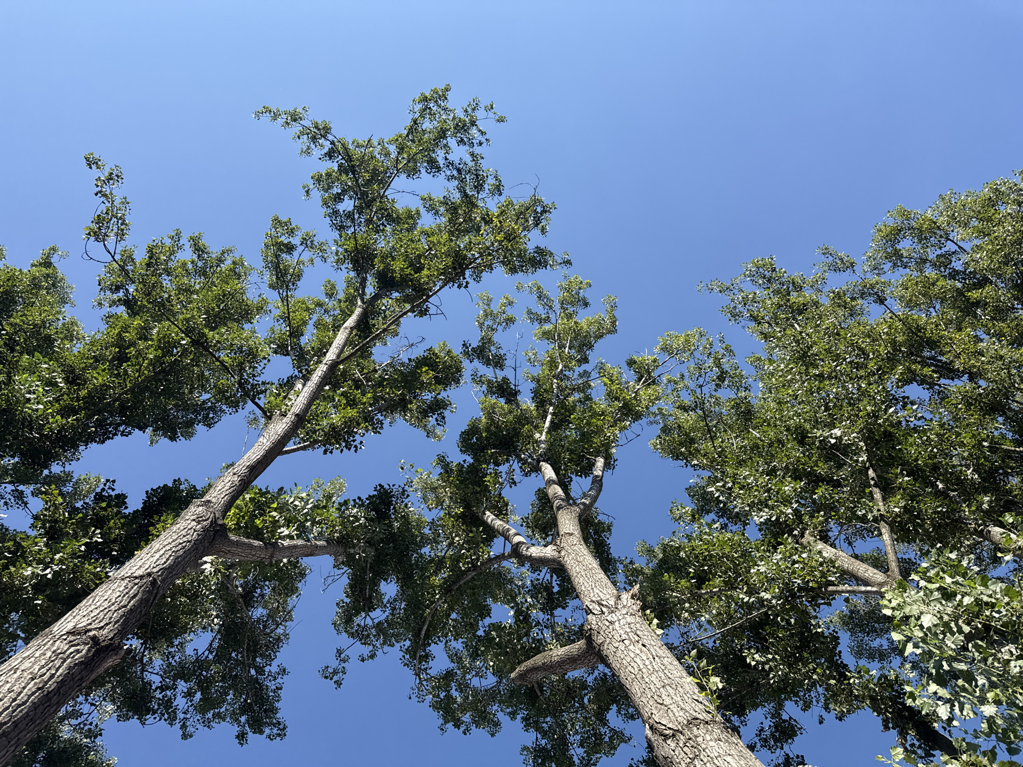 This is a low-angle, close-up shot of tree branches and trunks against a clear blue sky. The image was captured in the city of Bălți, Moldova, on a sunny day, likely during daylight hours. The perspective emphasizes the scale and upward reach of the trees, with sunlight filtering through the green foliage. The texture of the tree bark is visible, and the leaves are in sharp focus. There are no people or animals present in the frame. The scene is natural and serene, suggesting an outdoor environment such as a park or a residential area with mature trees.