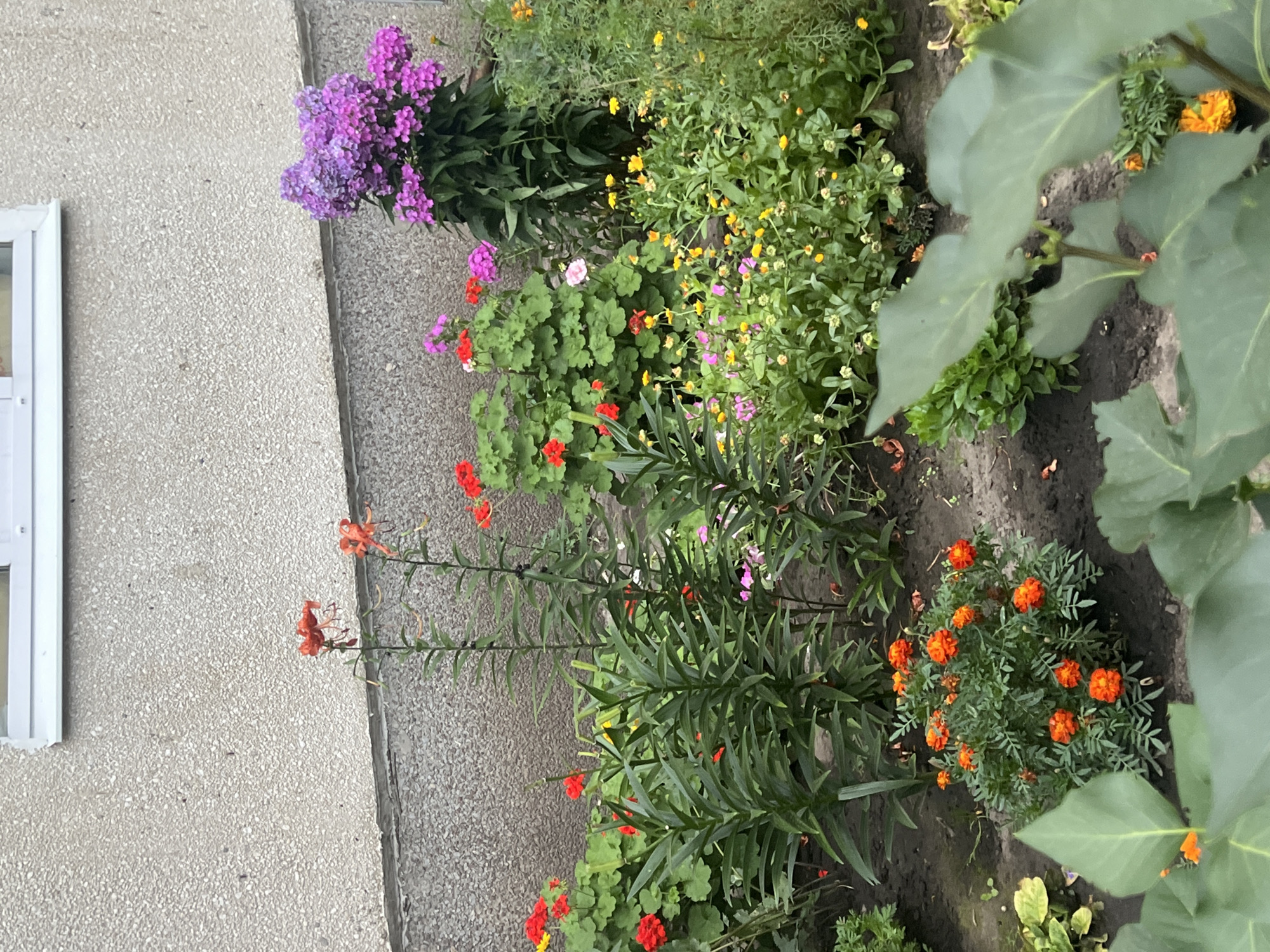 This media file depicts a vibrant flower garden situated outdoors, likely in Ulyanovsk, Russia, as indicated by the location context. The scene is dominated by a variety of blooming flowers in an array of colors, including purple, orange, red, and yellow, nestled amongst lush green foliage.
The subjects are exclusively botanical, with no people or animals visible. The flowers appear to be marigolds, lilies, phlox, and possibly geraniums, creating a rich tapestry of color and texture. The garden is planted along the exterior wall of a building, which has a textured, light-colored finish and a white window frame is visible on the left side. The ground is a mix of dark soil and some scattered dried leaves.
There is no discernible activity or event taking place beyond the natural growth and blooming of the plants. The lighting suggests it is daytime, and the general appearance of the plants indicates a temperate climate during the flowering season, likely summer or early autumn. The focus is entirely on the natural beauty of the garden, with no text visible in the image. The overall impression is one of a well-tended and colorful outdoor space.