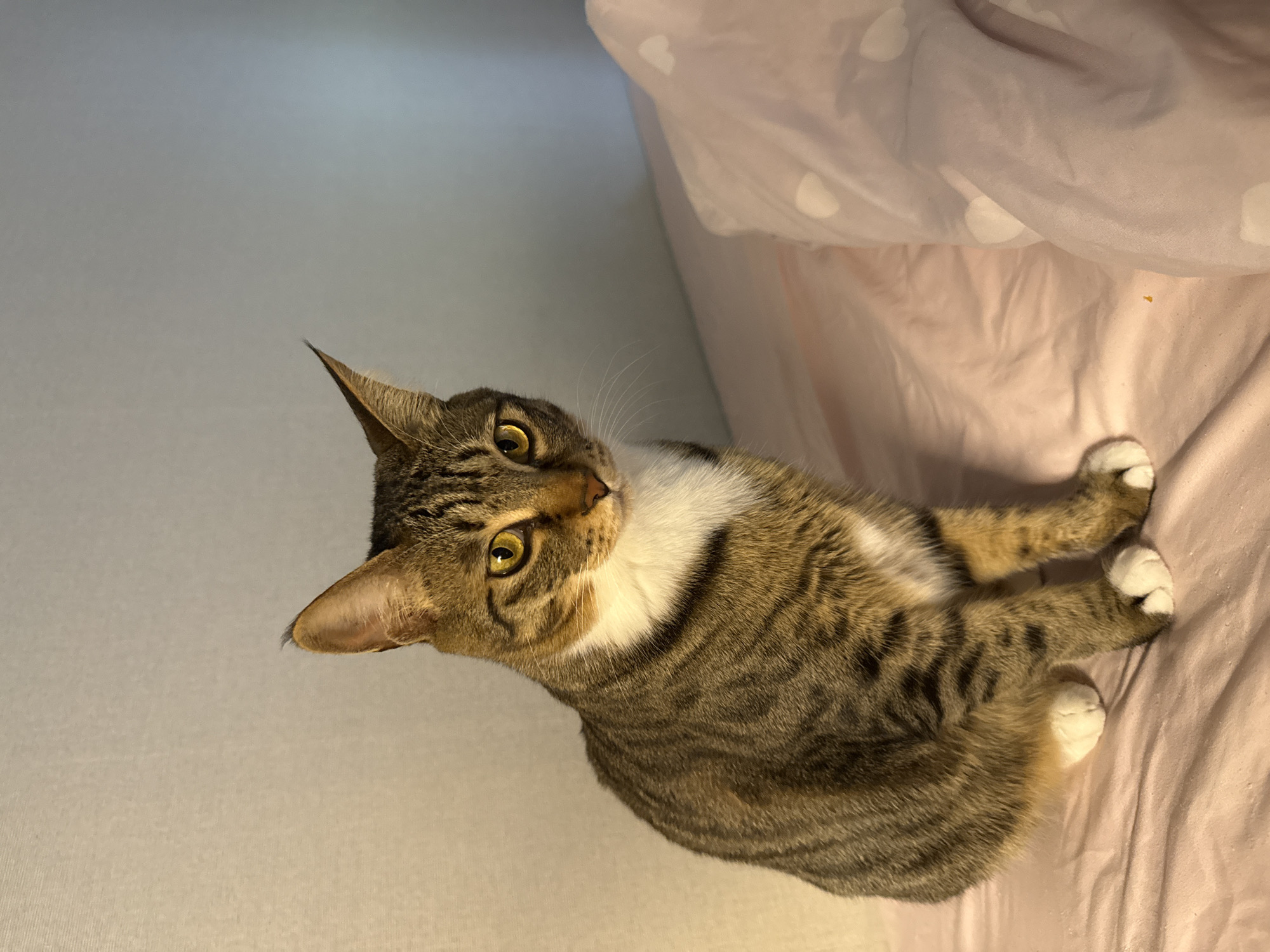 A tabby cat with white paws and chest is sitting on a pink bedspread with a white sheet. The cat has yellow eyes and is looking to the right. There is a light source to the left of the cat, casting a warm glow on its fur. A pink blanket with white hearts is visible on the right side of the bed. The background is a plain, light-colored wall. The image was taken indoors, likely in a bedroom. There is no visible indication of the city of Gwangju, South Korea.