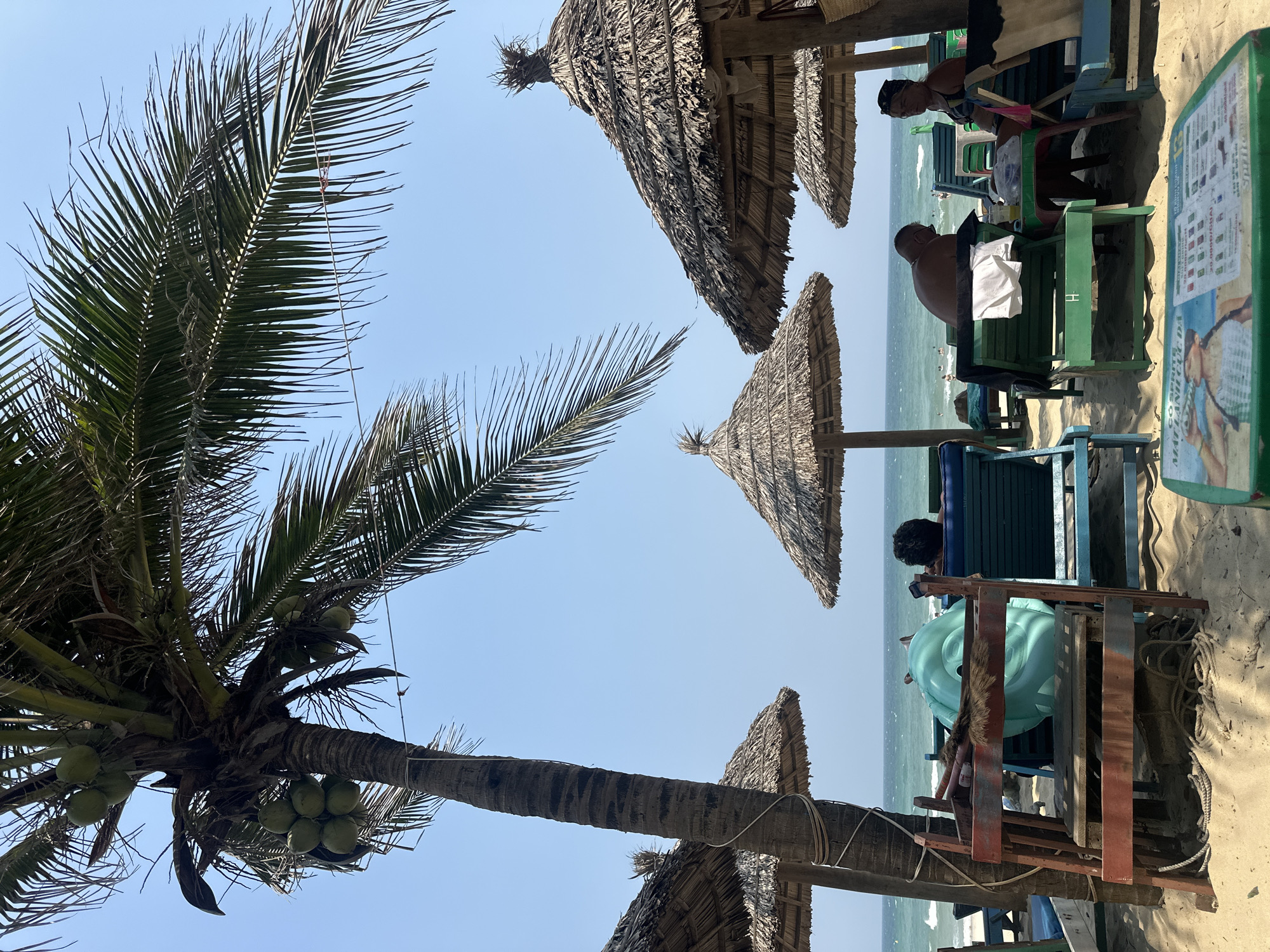 The image shows a coastal scene, likely in Đà Nẵng, Vietnam, based on the tropical features. A tall coconut palm tree with several green coconuts hangs to the left. Several thatched-roof umbrellas provide shade over beachgoers sitting in wooden chairs on a sandy beach. The blue sea is visible in the background. People are casually dressed. The scene is relaxed, suggesting a vacation or leisure setting.