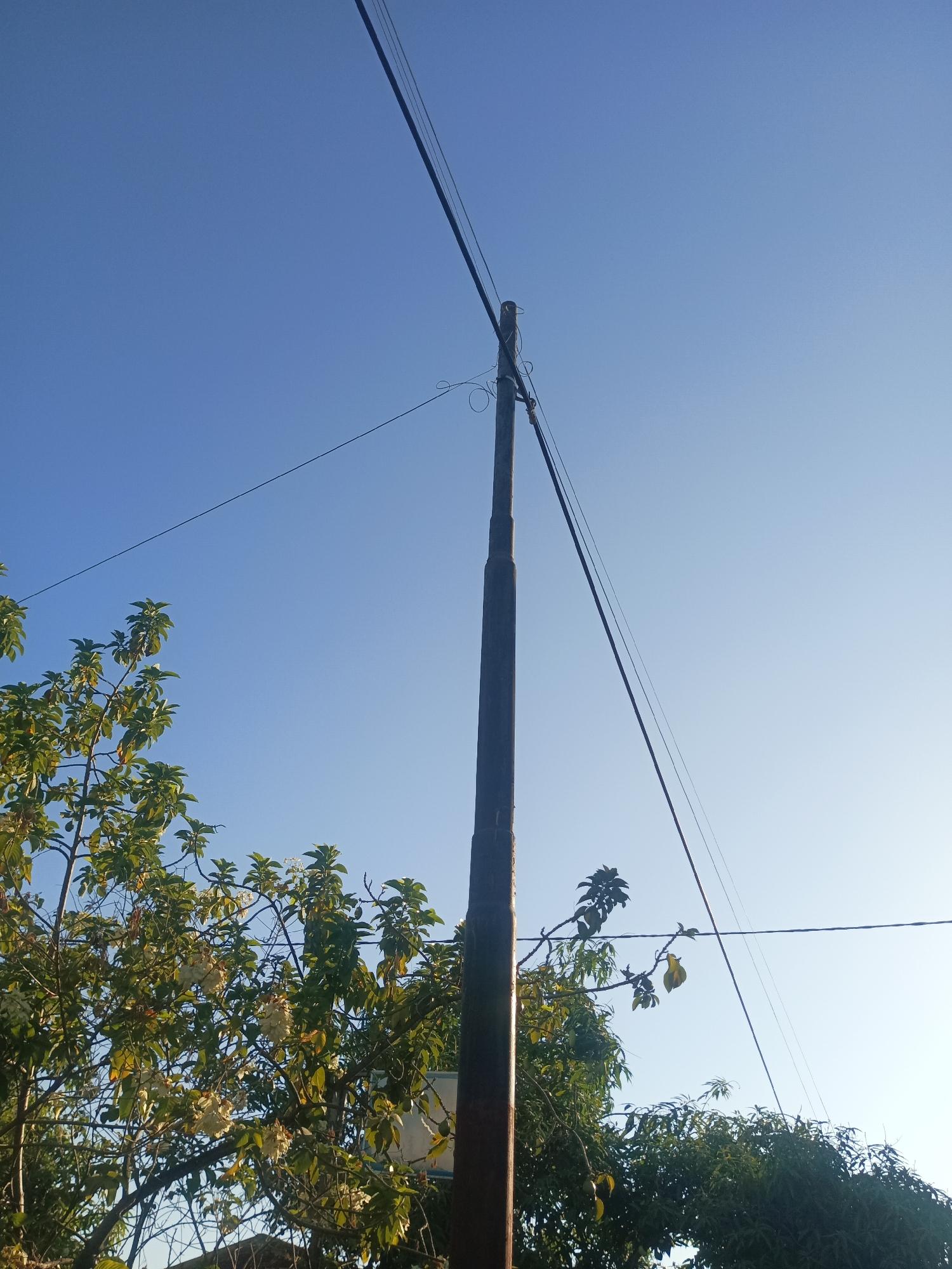 A utility pole, made of dark, weathered material, stands vertically against a clear, pale blue sky. Several dark electrical wires run from the top of the pole, extending diagonally across the frame. To the left of the pole, lush green foliage from a tree is visible, with some lighter colored flowers or fruits scattered amongst the leaves. The lower portion of the image is dominated by these trees and foliage, suggesting an outdoor, possibly semi-urban or rural setting. There are no people or animals visible in the image. The lighting suggests it is daytime, with soft sunlight illuminating the scene. The location provided is Bowong Cindea, Indonesia.