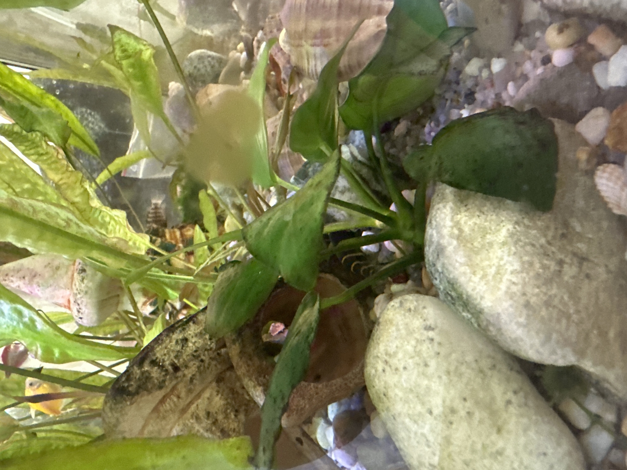 The image is a close-up, underwater view of an aquarium. The foreground features several large, smooth, light-colored rocks, some with green algae growth. In the center, a cluster of green aquatic plants with broad leaves grows from the substrate, which is composed of small pebbles and seashells. Some of the pebbles are dark gray, while others are lighter or have pinkish and brownish hues.
In the background, the aquarium's environment is visible. There are more rocks, some appearing larger and darker than those in the foreground, with a rough, textured surface. Several pale pinkish-white spiral shells are scattered among the substrate and rocks. Aquatic plants with long, thin, green leaves are also present in the background, with some appearing to be partially submerged.
A few small fish are visible. A bright yellow fish swims towards the upper left, and a small fish with dark stripes and a lighter body is visible in the mid-background. Another tiny, reddish fish is partially obscured by the plants in the upper right. The lighting suggests an artificial light source typical for an aquarium. The overall scene depicts a well-maintained freshwater aquarium habitat.