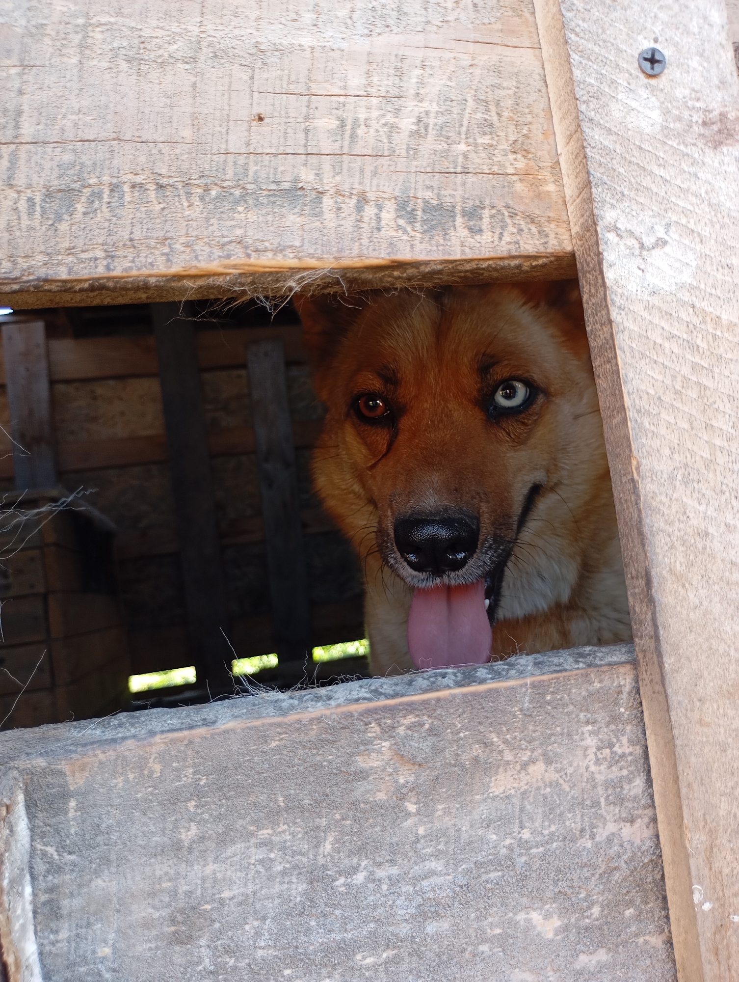 A medium shot depicts a dog with heterochromia, specifically a blue left eye and brown right eye, peering through a weathered, wooden structure. The dog's tongue is visible and protruding from its mouth. The wooden planks that form the structure appear worn and aged, with splintered edges and a grayed finish. Glimpses of an interior space can be seen through the gaps in the wooden slats, revealing an additional structure and a touch of greenery in the background. A Phillips head screw is visible at the top of the frame. The location of the photo is Unknown, Unknown.