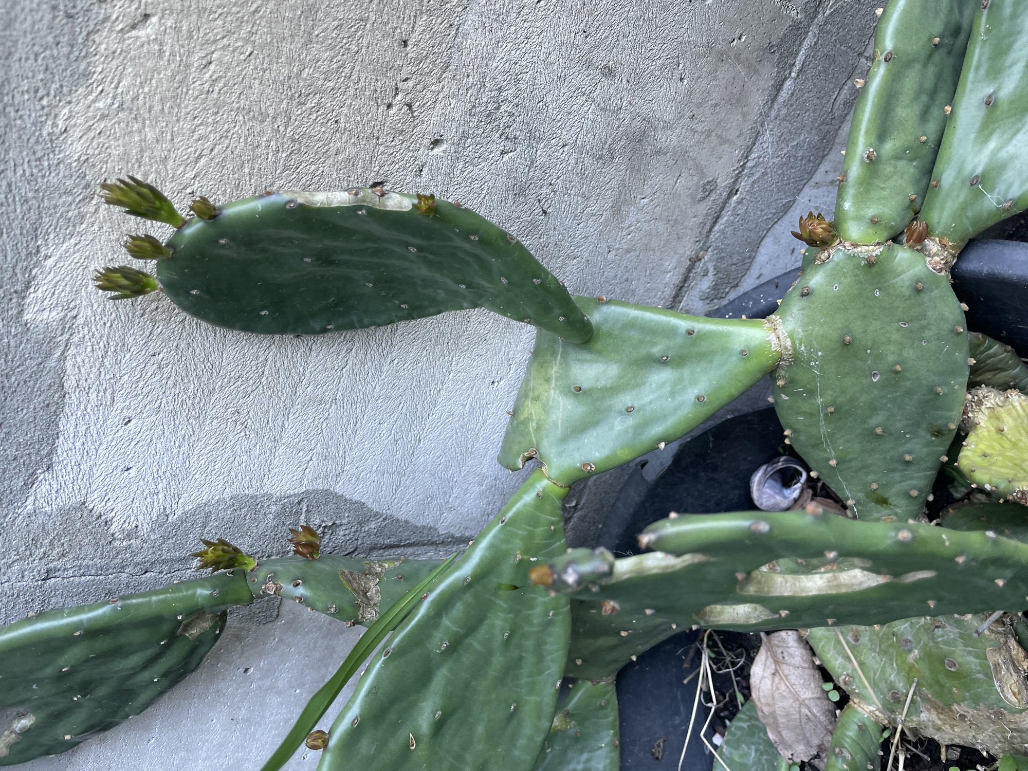 A close-up shot shows a prickly pear cactus with several pads growing near a gray concrete wall. The plant appears to be potted, with portions visible near the lower right. Some pads have budding flowers or new growth at their edges. A discarded metal can sits among the lower pads. The location is Olginka, Russia.