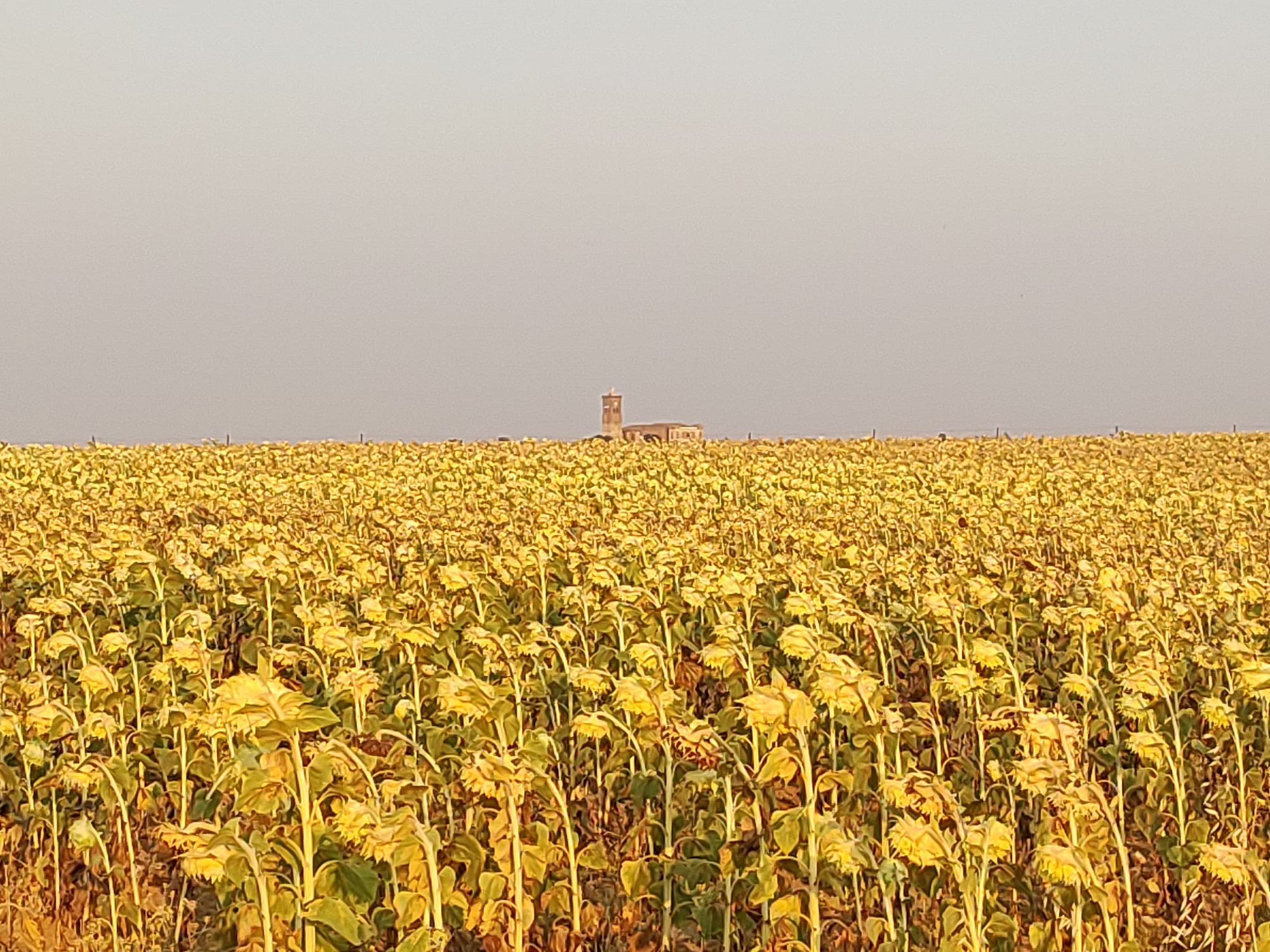 This image captures a vast field of sunflowers in Autillo de Campos, Spain. The sunflowers, mostly facing downwards, suggest that they have reached maturity and are likely nearing the end of their growing season. The field is dense, with sunflowers stretching as far as the eye can see, creating a sea of yellow and brown.
In the distance, a building with a prominent tower stands out against the pale sky. This structure, possibly a church or a silo, adds a sense of human presence and history to the rural landscape. The sky is clear and muted, indicating a bright day, possibly late afternoon or early morning given the soft light. The overall atmosphere is serene and tranquil, evoking a sense of the quiet beauty of the countryside. There are no people visible in the image. The only hint of human activity is the distant building and the cultivated field itself.