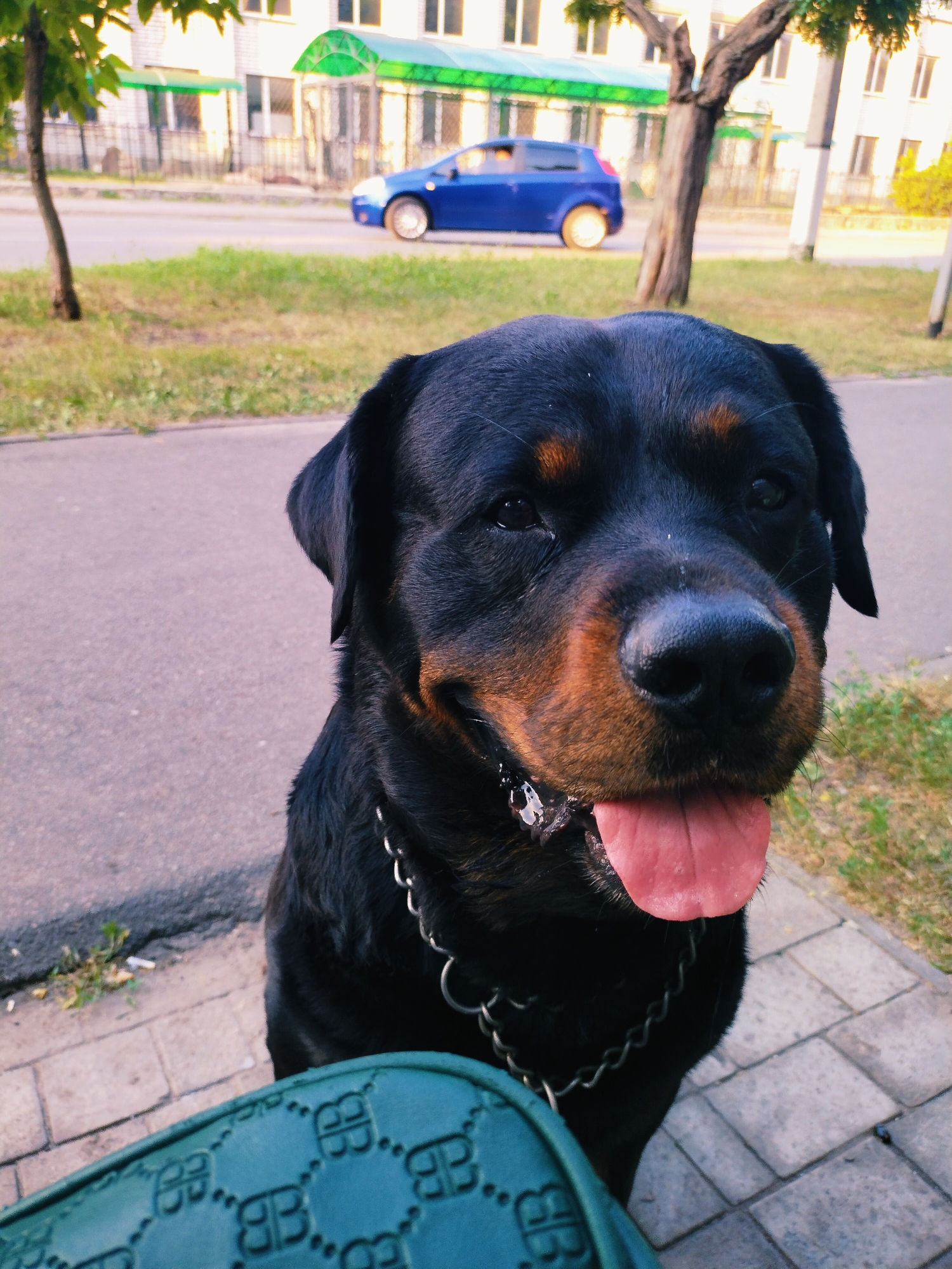 A Rottweiler dog sits on a sidewalk in Horishni Plavni, Ukraine, with its tongue out. The dog wears a silver chain collar and is partially obscured by a teal bag with a repeating "BB" pattern in the foreground. In the background, a blue car drives on a street lined with trees and buildings. The scene appears to be a public urban area.
