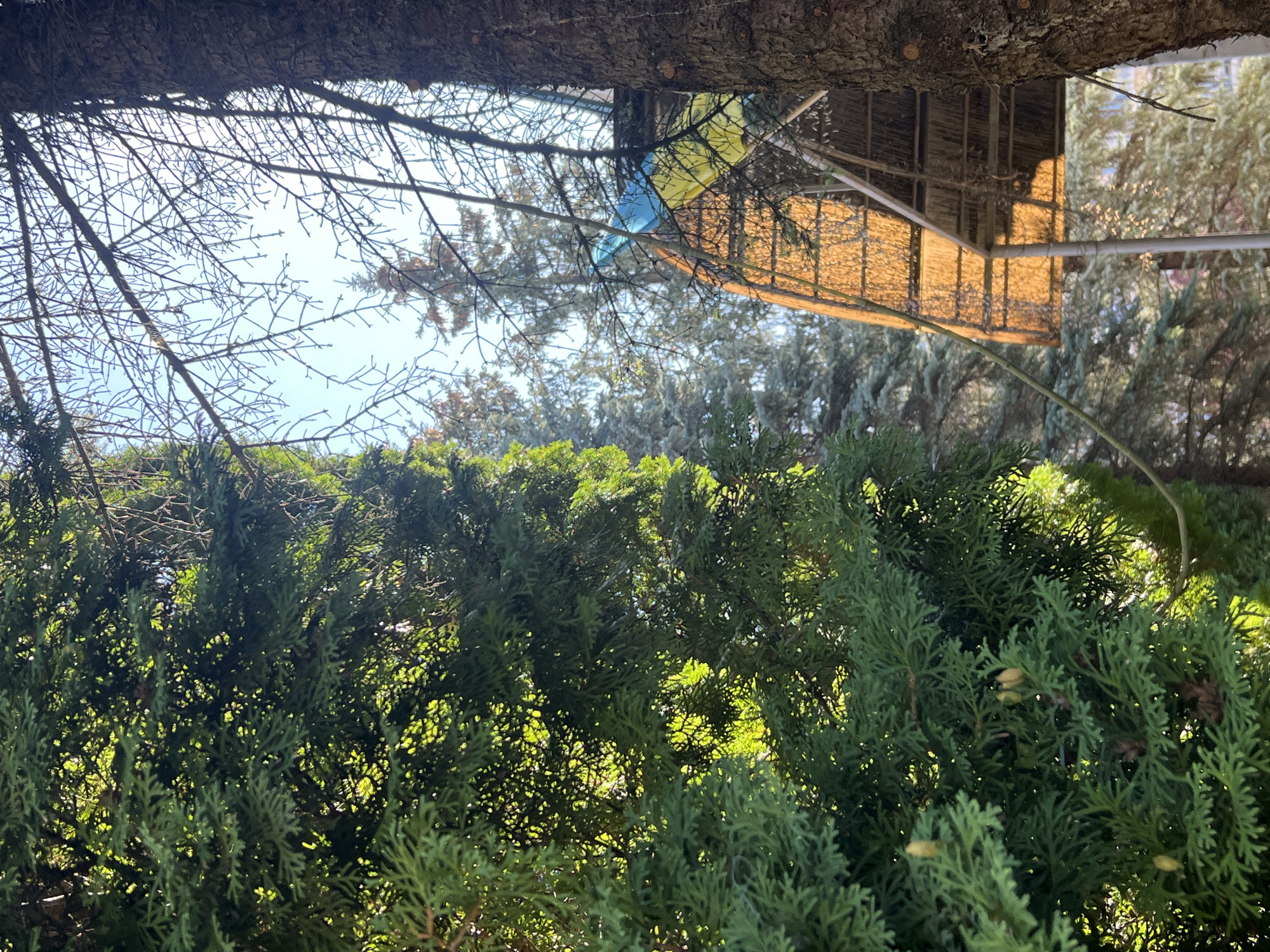In Yaremche, Ukraine, this image captures a close-up view of lush green foliage from an evergreen tree in the foreground, with its detailed branches and subtle yellowish cones visible. To the right, the rough, textured bark of another large tree trunk is prominent. Beyond these trees, the scene opens up to a bright blue sky dotted with thin branches of other trees. In the mid-ground, a portion of a rustic structure is visible, featuring a thatched roof with a golden hue, possibly illuminated by sunlight. A blue and yellow flag, potentially the Ukrainian flag, is partially visible on this structure. The overall environment suggests an outdoor setting, likely a garden or park, with a blend of natural elements and a man-made feature.