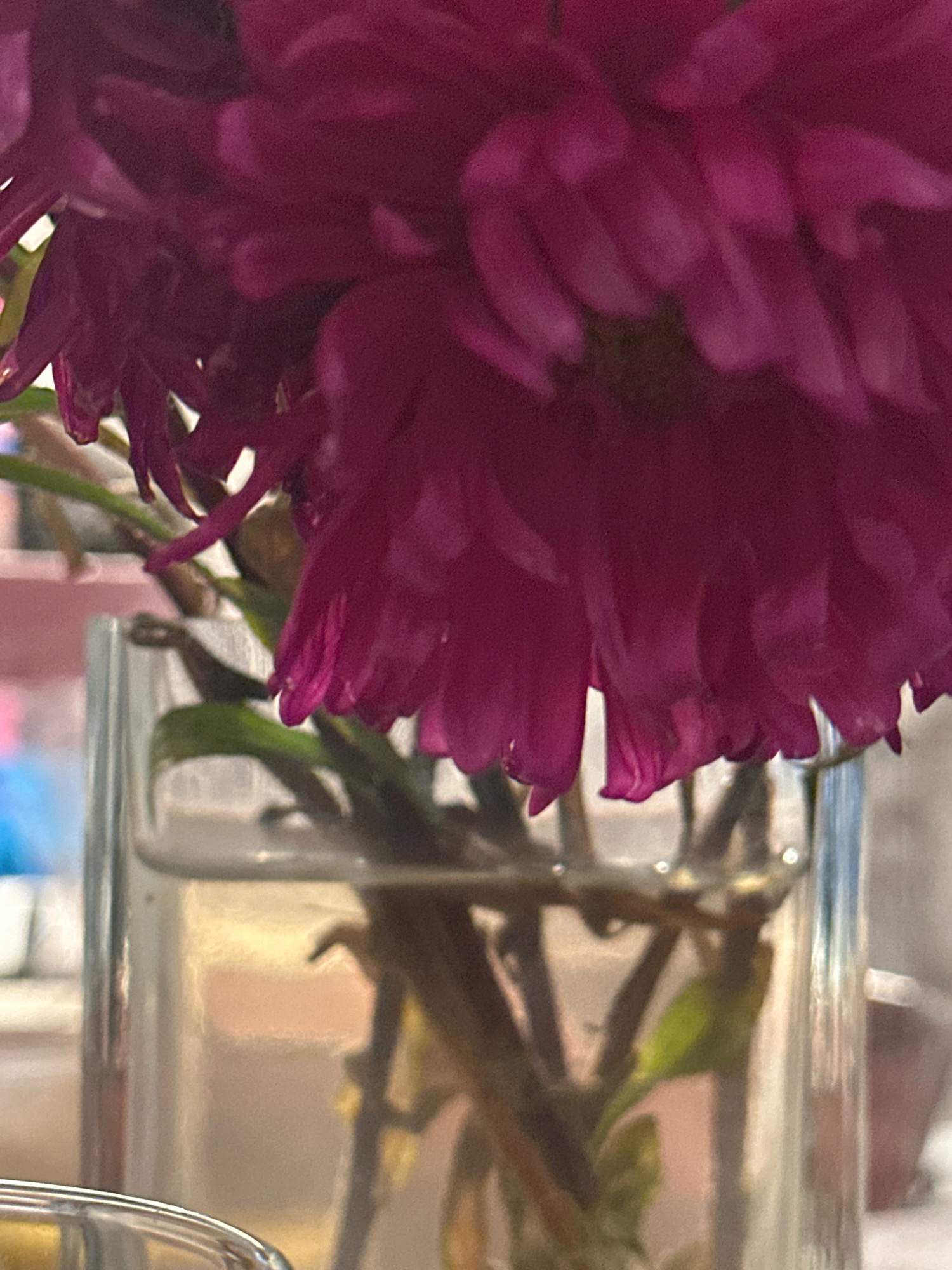 The image is a close-up of a bouquet of deep pink or magenta flowers in a clear glass vase filled with water. The flowers are in focus, showing their layered petals. The stems and leaves are visible below the flowers, submerged in the water. The vase is partially filled, and the water reflects light and the surrounding environment, creating blurred highlights and colors. The background is out of focus, with hints of pink and blue colors, suggesting a domestic or indoor setting. There are no people or explicit actions depicted in the image. The scene appears to be a still life arrangement of flowers. The image does not provide any information about its location in the city of Nevinnomyssk, Russia.