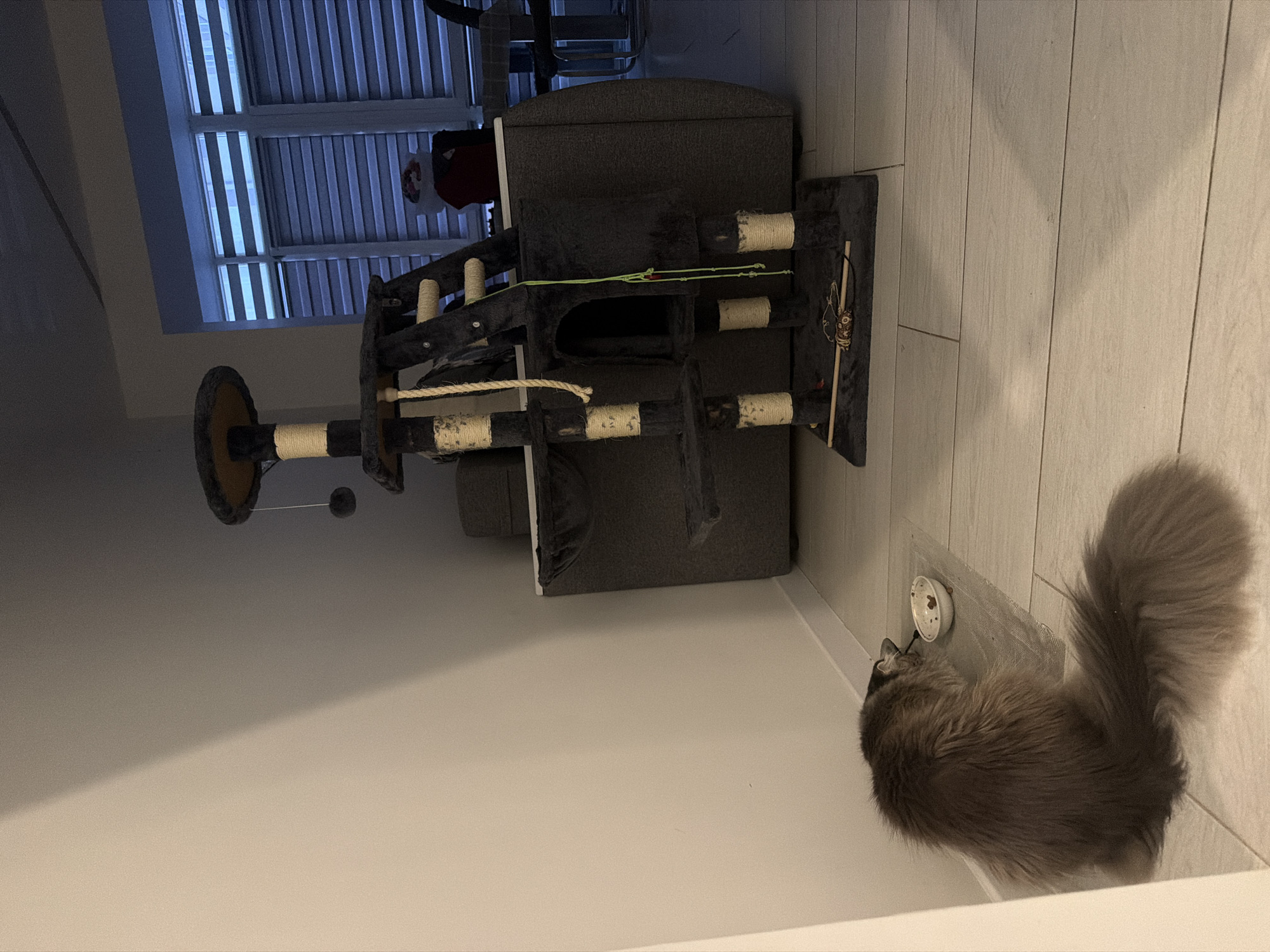 A medium-haired gray cat is eating from a small white bowl placed on a mat on a light-colored tiled floor. The cat is facing away from the camera, with its bushy tail extended. To the right of the cat is a multi-tiered cat tree with scratching posts and platforms, some wrapped in rope. Behind the cat tree, a gray sofa is visible, and beyond that, a window with horizontal blinds. A decorative item resembling a Santa hat is placed on the back of the sofa. The scene appears to be indoors, likely in a residential setting. The lighting suggests it is evening or a dimly lit room. There is no indication of the location being in Vovchynets, Ukraine.
