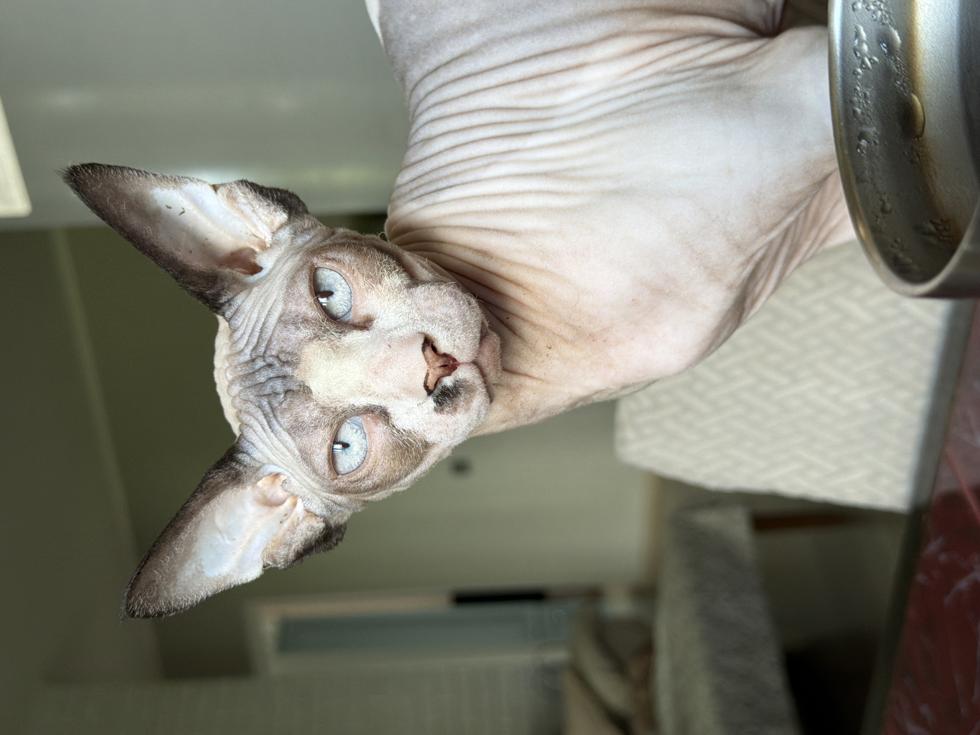 A close-up, vertical shot captures a Sphinx cat with striking blue eyes looking directly at the camera. The cat's skin is a pale pink with greyish markings on its face and ears, and its body is covered in characteristic wrinkles. The background is blurred, showing hints of a room with furniture, suggesting an indoor domestic setting. In the foreground, a reflective surface, possibly a table, and a metal container are visible. The lighting is soft, originating from the right side of the frame, casting subtle shadows on the cat's wrinkled skin.