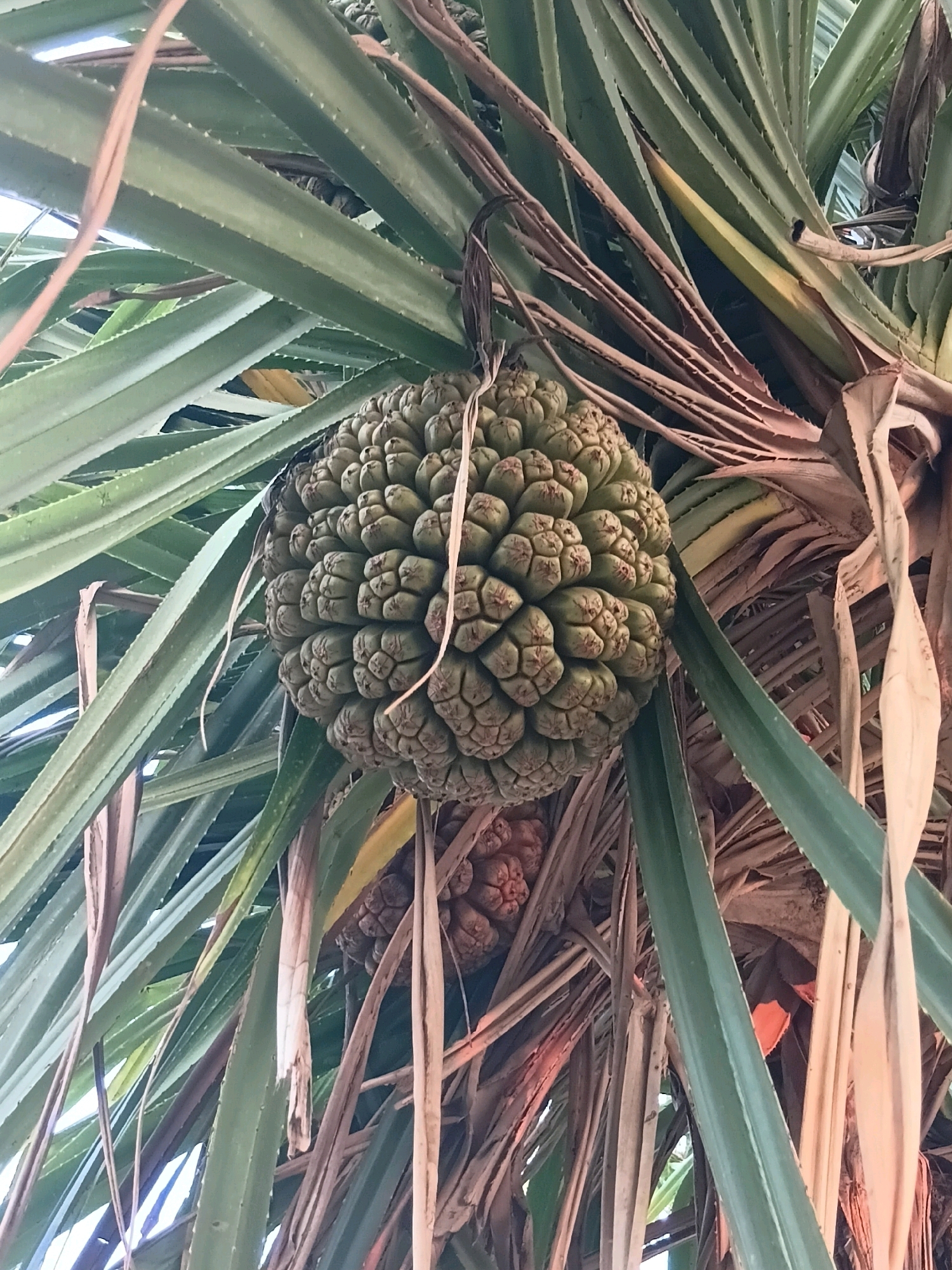 A close-up shot reveals a pandanus fruit, also known as a hala fruit, hanging from its tree amidst long, spiky green leaves and dried brown foliage. The fruit is round and segmented, with a bumpy, textured surface. In the background, hints of other pandanus fruits are visible, suggesting multiple fruits on the tree. The lighting suggests it is daytime. The location is the city of Cikal, Indonesia.