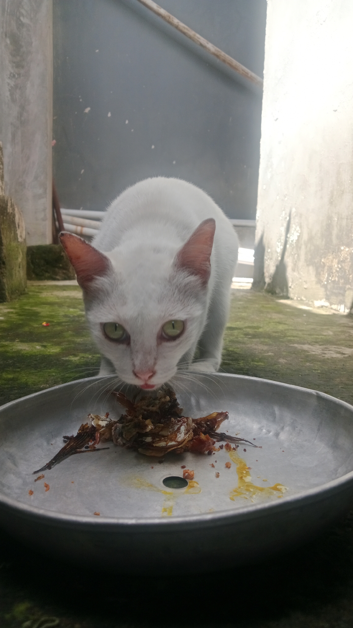 A white cat with green eyes is eating from a metal dish containing fish scraps. The cat is positioned in the foreground, with its head lowered towards the food. The dish is on a textured, possibly moss-covered, concrete surface. In the background, there are walls, pipes, and a wooden pole. The scene appears to be outdoors, potentially in a courtyard or alleyway within Denpasar, Indonesia. The lighting suggests it is daytime, with sunlight casting shadows and highlighting some surfaces.