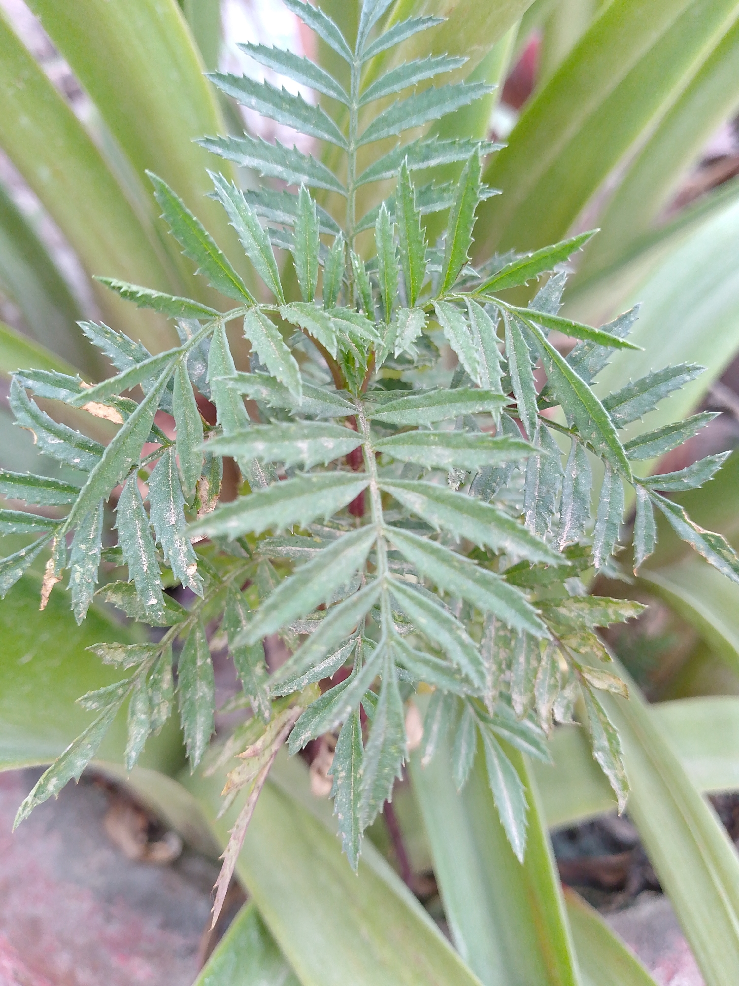 A close-up, high-angle, outdoor shot focuses on a cluster of delicate, green leaves with serrated edges, appearing to be on a plant. The leaves are arranged in a symmetrical, fan-like pattern. In the background, out of focus, are broader, elongated green leaves, possibly from another plant, and hints of brown soil or mulch. The lighting is natural and appears to be daylight. There are no people, animals, or man-made structures immediately visible. The scene is not specific to any particular location in a city.