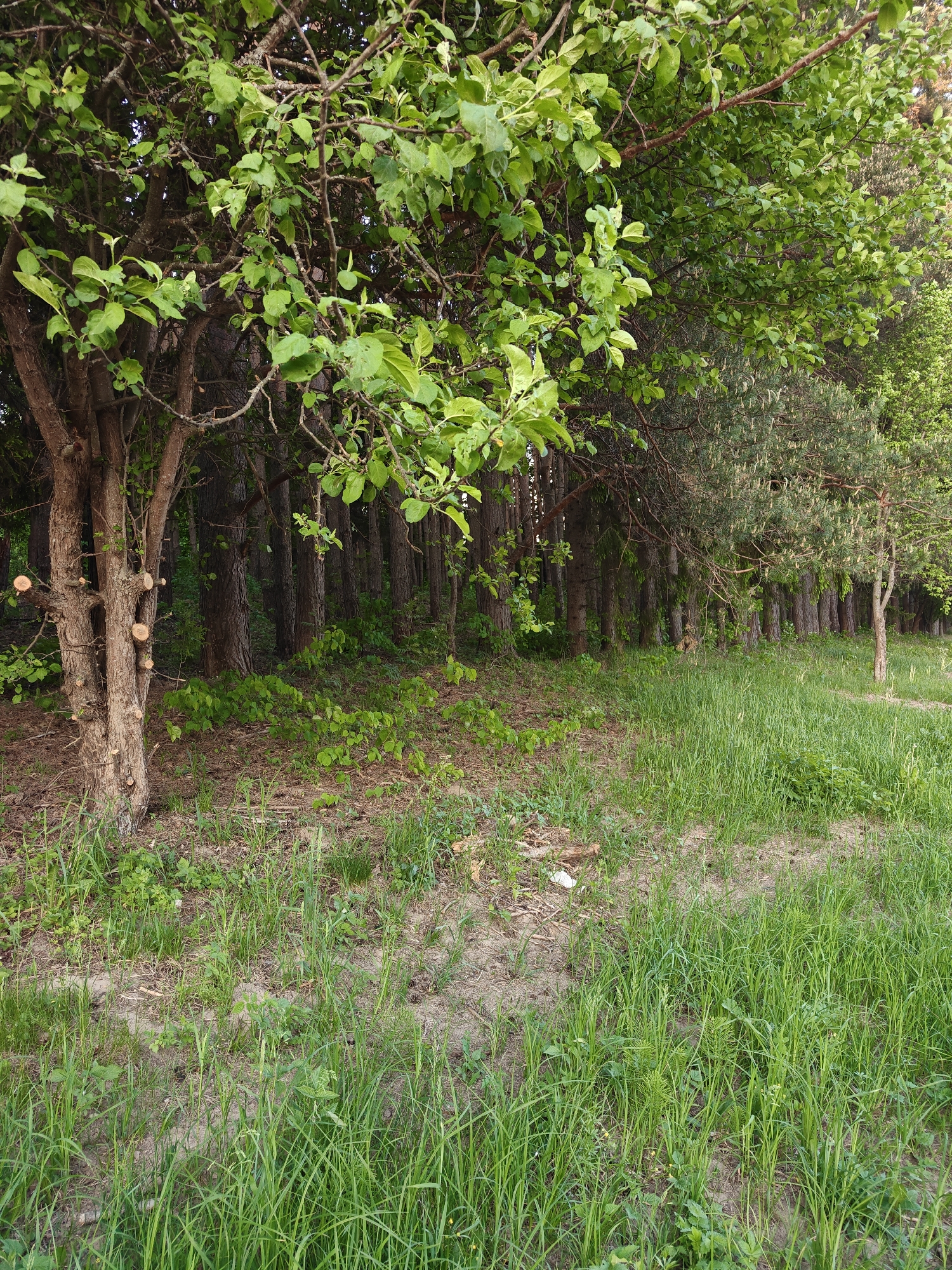 The image depicts a forest edge near Мышкино, Russia. A multi-trunked tree with recent pruning marks on its branches is prominent on the left. Behind it, a line of trees extends into the background, varying in species, including deciduous and coniferous types. The ground cover consists of a mix of green grasses and patchy bare earth. A small piece of white litter is visible amidst the vegetation on the right side of the frame. No people are present in the image. The environment suggests a natural or semi-natural woodland area.