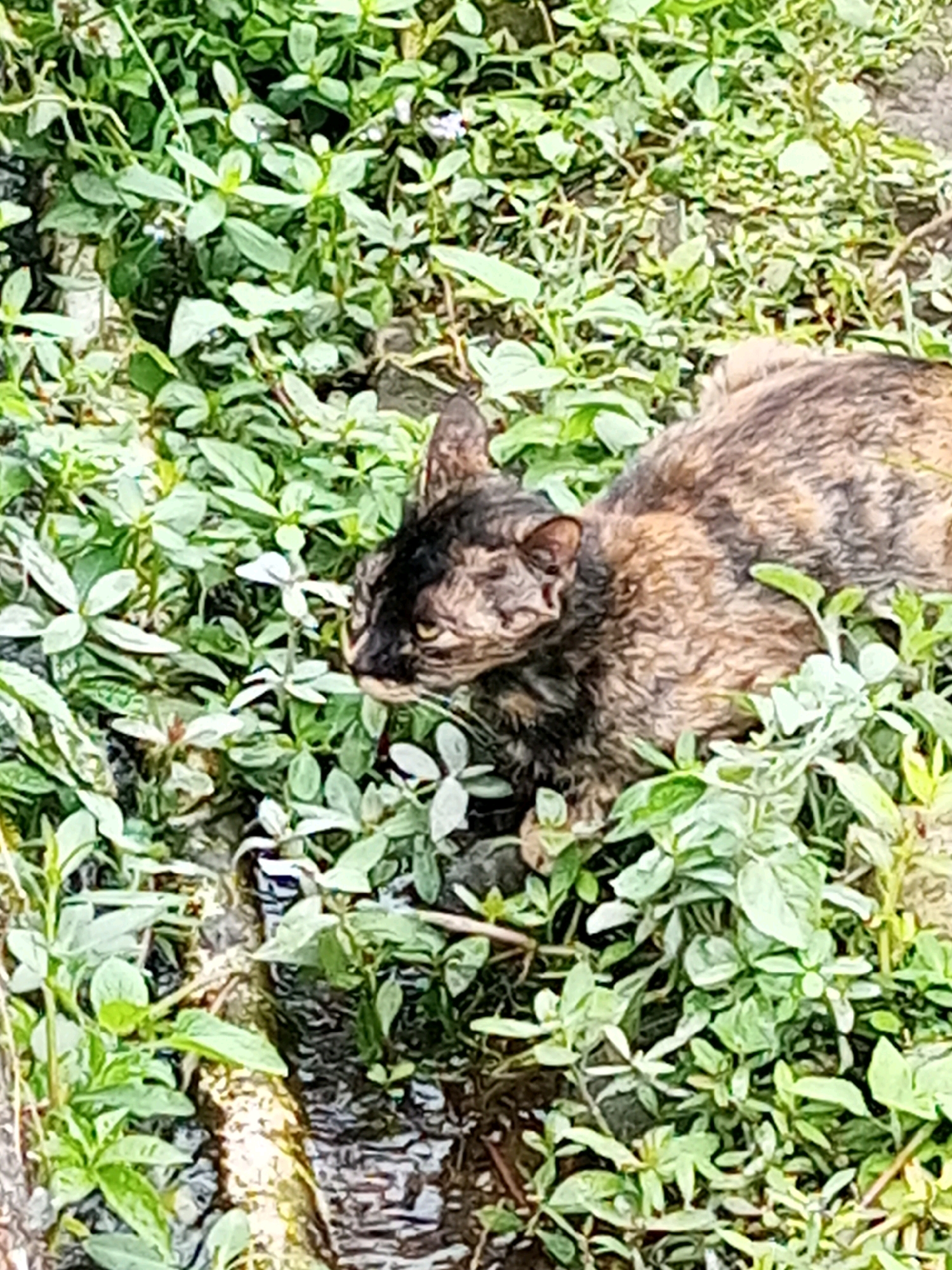 A calico cat is resting in green vegetation near a muddy area. The cat's fur is a mix of black, brown, and orange. It is facing to the left of the frame, with its eyes open and alert. The vegetation appears to be a ground cover plant with small green leaves. The muddy area is in the lower left portion of the image, with some debris visible. The lighting suggests it is daytime, and the scene is outdoors. The specific location in Krasak, Indonesia, cannot be determined from the image alone.