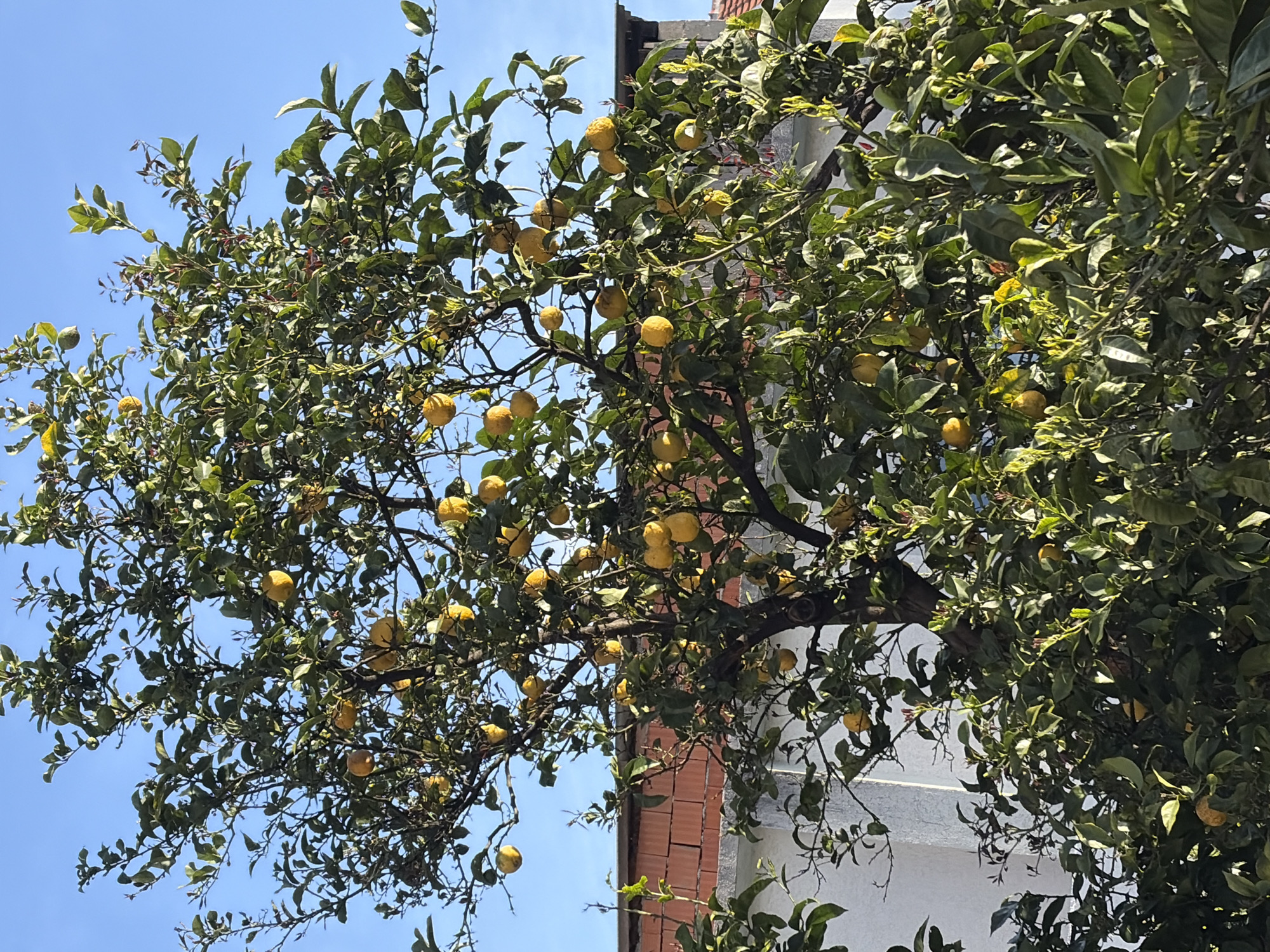 The image shows a lemon tree laden with yellow lemons, positioned next to a building in Budva, Montenegro. The building has red brick and white walls. The tree's leaves are green and dense. The background is a clear blue sky. There is no visible people, subject, action, or interactions.