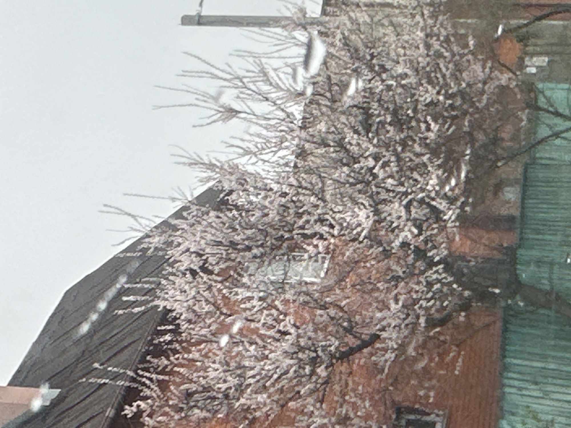 The image shows a building with a dark, steeply sloped roof and a brick exterior partially covered with a leafless tree or vine. The tree/vine and roof are dusted with what appears to be snow or frost. To the right of the brick building is a section of a structure with green, horizontal siding. An electrical wire or cable runs above the tree. The sky is overcast and grey. There are no visible people or interactions. The location in Kyiv, Ukraine, cannot be determined from the image alone.