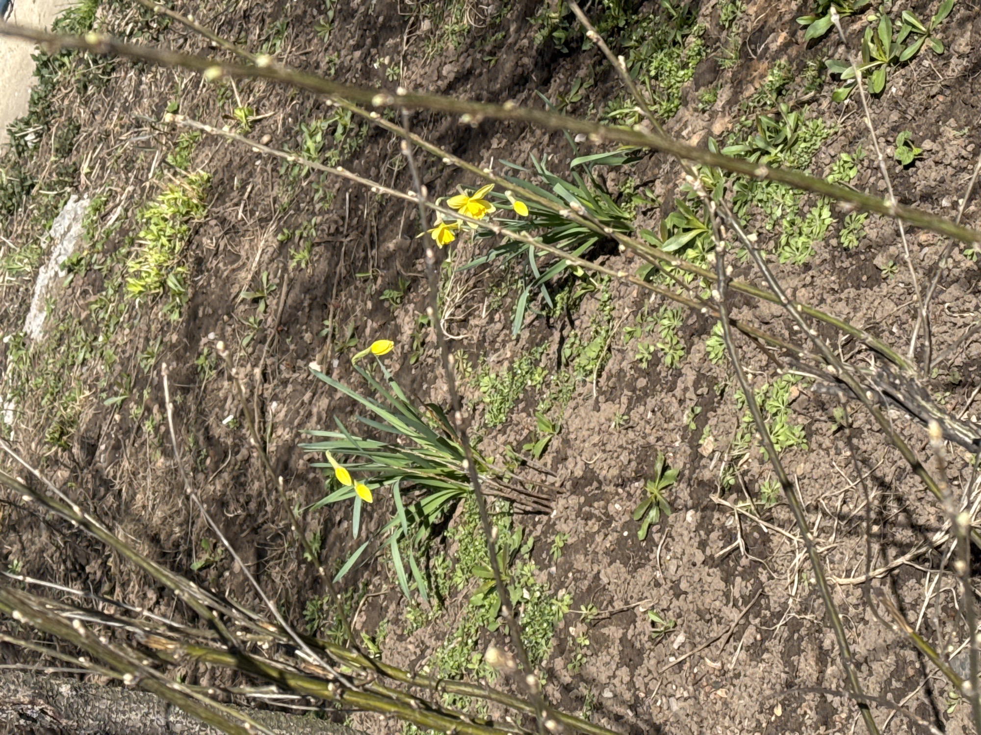 The image shows a patch of earth in Chaikovsky, Russia, with scattered vegetation. Two clumps of daffodils are visible, one with several open yellow flowers and the other with fewer. Bare branches cross the foreground and background. The ground is mostly bare soil with some smaller green plants growing. The light suggests a sunny day.