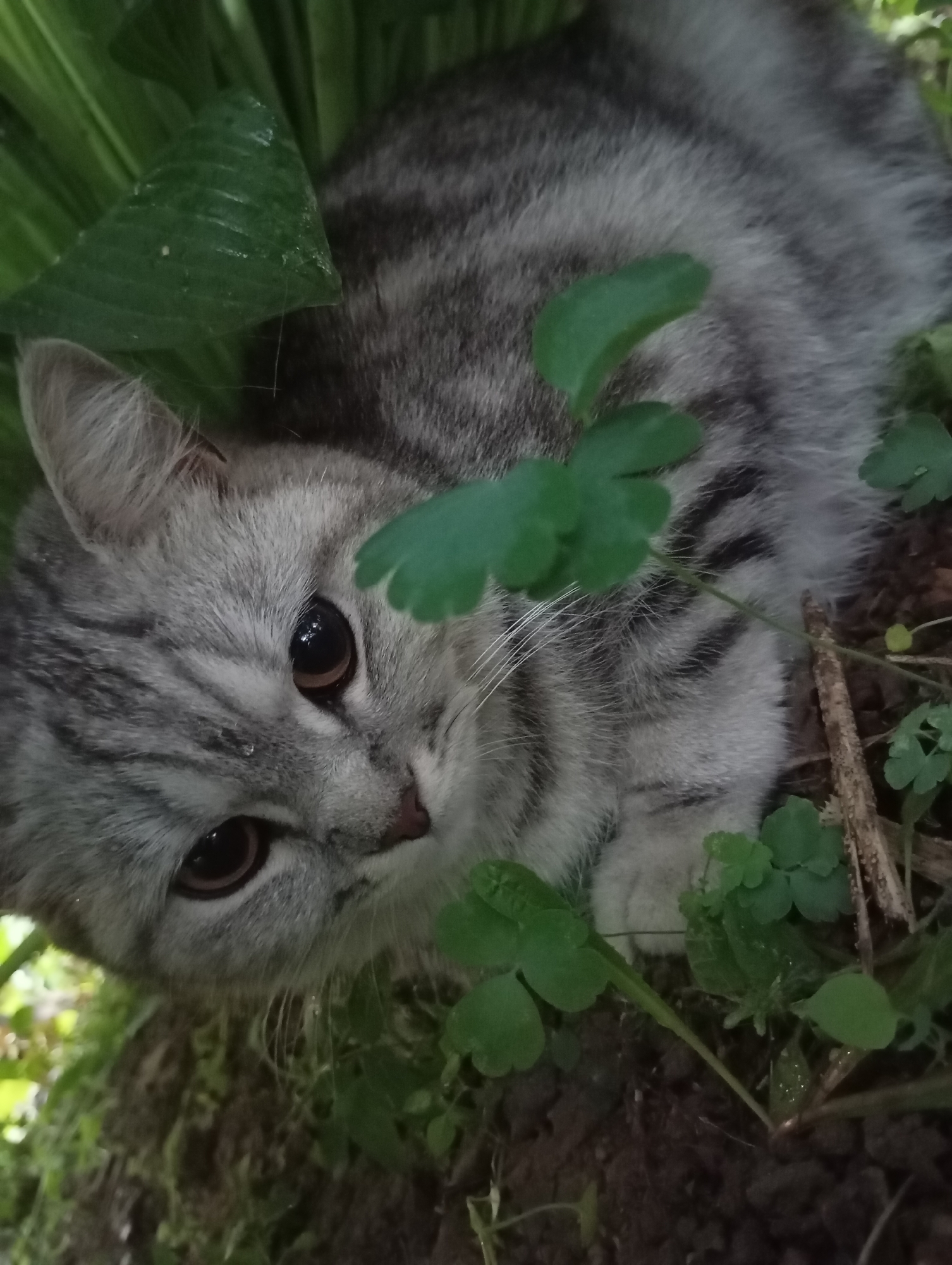 A close-up, eye-level, indoor shot of a tabby kitten nestled amongst green foliage and dark soil. The kitten is predominantly gray with darker tabby markings on its head and body. Its large, dark eyes are directed towards the viewer. The environment appears to be a garden or wooded area, with leaves and dirt covering the ground. The lighting suggests an overcast day or shaded area. There are no people or other animals present in the image. There is no indication of the location being in the city of Фоки, Russia.