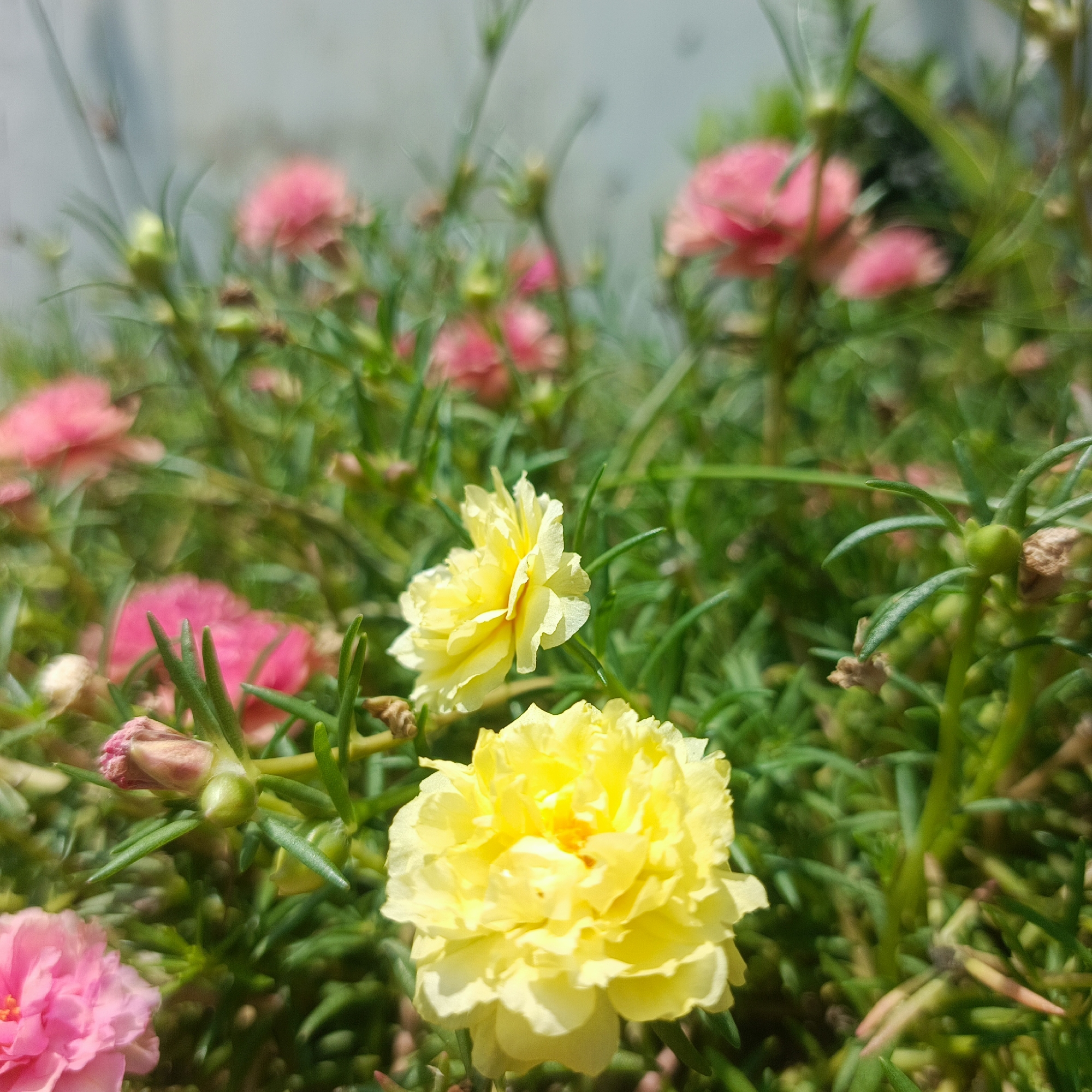 This is a close-up photograph of a cluster of blooming portulaca flowers, also known as moss roses, in Geulanggangbaro, Indonesia. The foreground is dominated by two fully opened yellow portulaca flowers, with intricate, layered petals. Behind them, several pink and lighter pink portulaca flowers are visible, some fully bloomed and others in bud. The plants are characterized by their green, succulent leaves and stems. The background is softly blurred, suggesting a shallow depth of field, and appears to be an outdoor setting with what might be a light-colored wall or structure. The lighting indicates it is daytime, likely sunny, casting gentle shadows and highlighting the vibrant colors of the flowers.