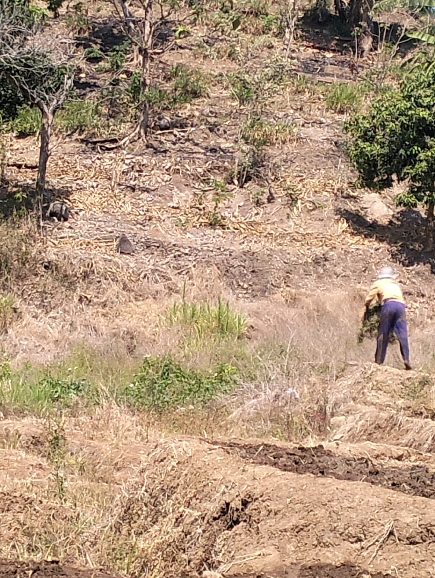 A person is working in a field in Krondonan, Indonesia. The person is wearing a hat, an orange shirt, and blue pants. They are bent over, raking grass into a pile. The field is dry and dusty, with sparse vegetation and some trees. The ground is uneven and appears to be tilled. The overall impression is of a rural, agricultural setting.