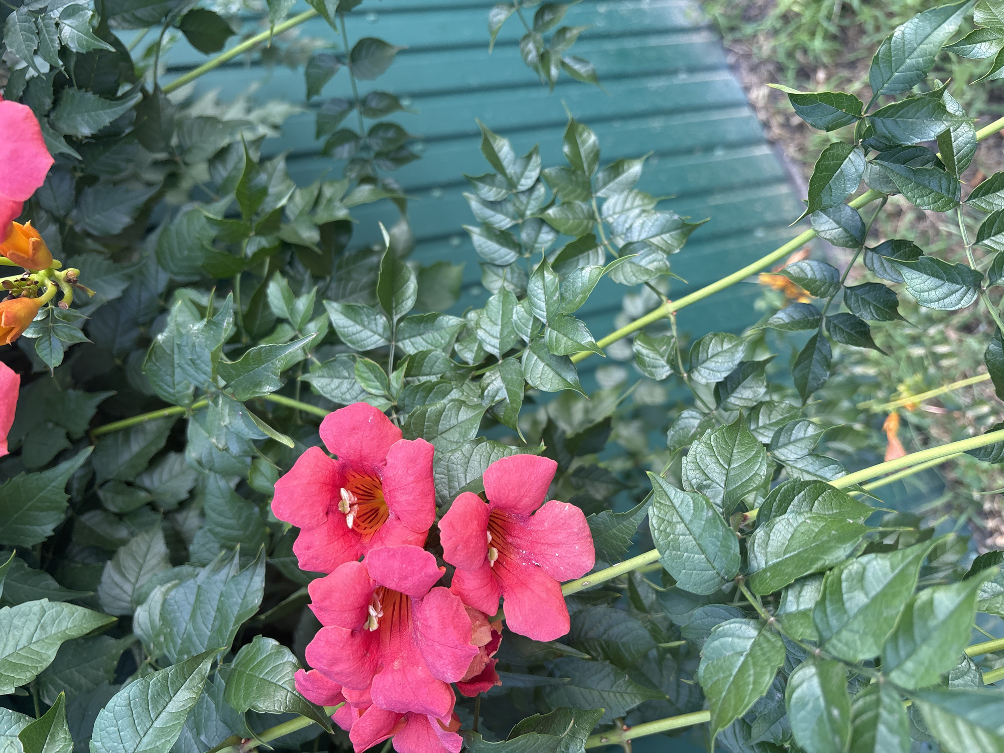This is a close-up, vertical shot of bright pink trumpet-shaped flowers with yellow centers. The flowers are clustered together and attached to green stems, surrounded by lush green leaves. In the background, a teal-colored wooden fence is visible, with patches of dry grass and dirt on the ground. The image appears to be taken outdoors in natural light. The setting is a garden in Kryvyi Rih, Ukraine.