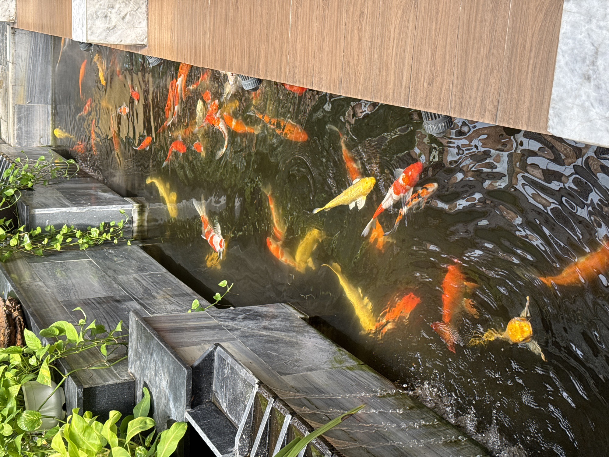 This is a high-angle, medium shot of a koi pond in Nha Trang, Vietnam. The pond is lined with dark gray stone and has a wooden walkway bordering one side. Lush green plants with white pots are on ledges above the pond. The water is murky and populated with numerous koi fish of various colors, including orange, white, and black. The fish are swimming and appear to be in a naturalistic environment. There are no people visible in the image.