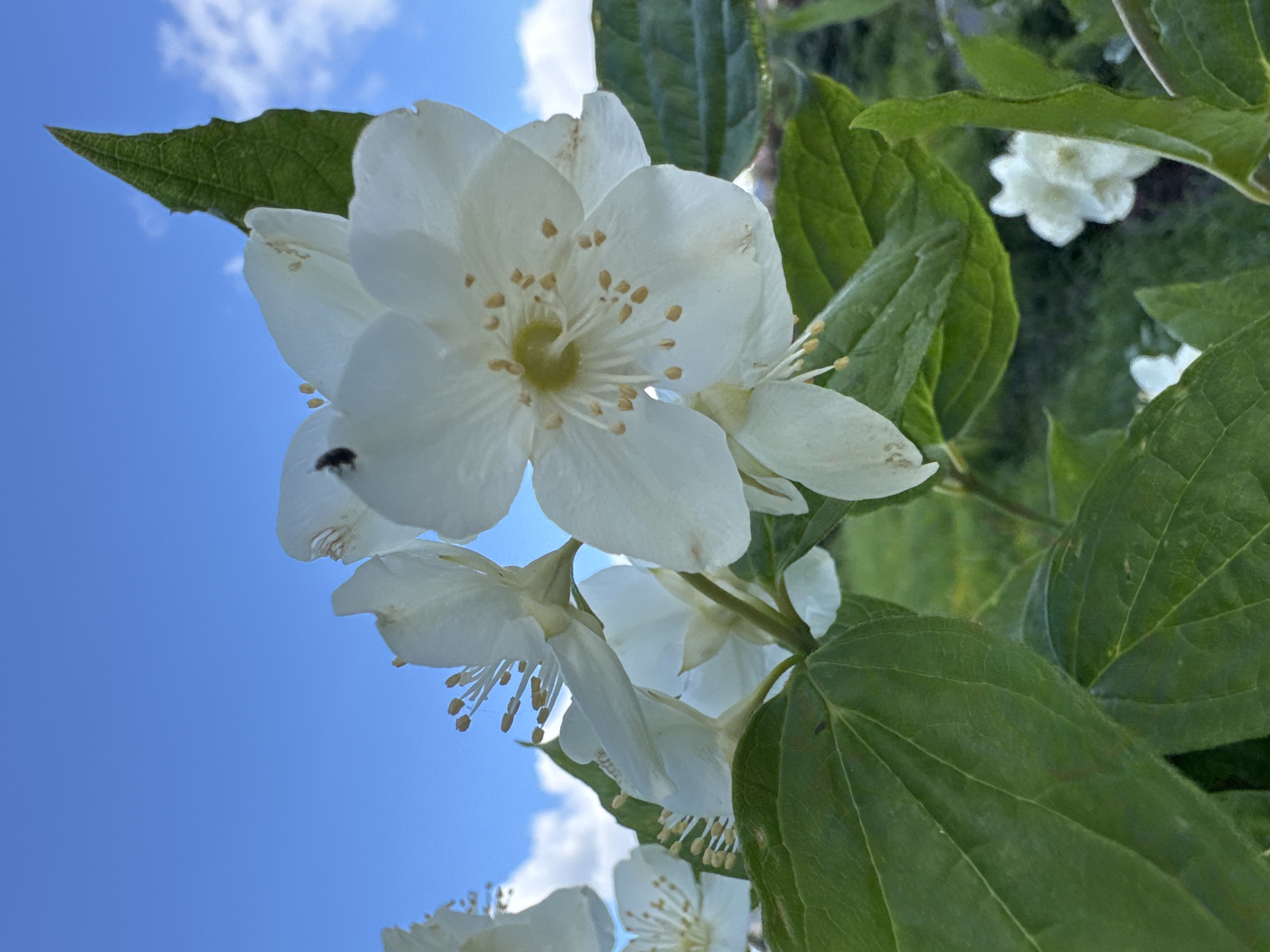 The image depicts a close-up view of white jasmine flowers and green leaves against a bright blue sky with scattered clouds. A small insect is visible on one of the flower petals. The background shows a blurred green landscape. The overall scene suggests a sunny day with blooming flowers. There is no indication of the city of Steklyannyi, Russia, within the image itself.