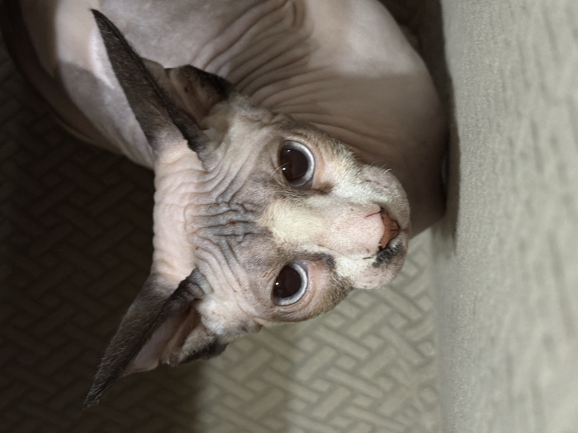 A close-up, eye-level, indoor shot shows a Sphynx cat in the foreground, with its body angled to the right and its head turned to face the camera. The cat has pink skin with some gray markings on its head and ears, and its eyes are wide open and looking forward. The background is a dark, textured surface, and the foreground is a light-colored, textured surface, possibly a blanket or carpet. There are no people or other animals visible in the image. The overall lighting is dim, with some highlights on the cat's skin and eyes. The image is a still photograph with no discernable time or date information. The location is unknown.