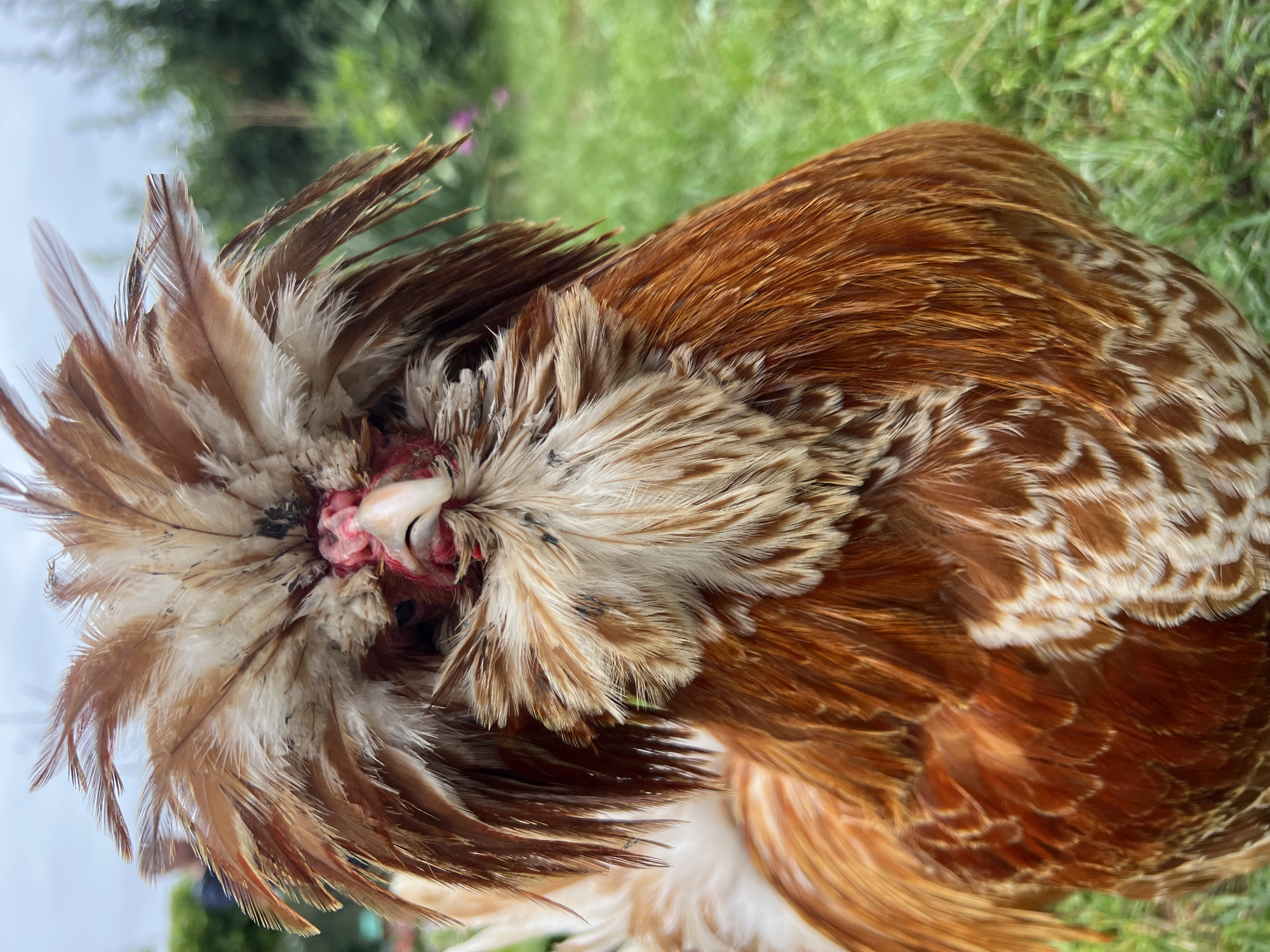 A close-up, eye-level shot captures the head and upper body of a Polish Crested rooster standing on grass. The rooster, primarily colored in rich brown and white, features a distinctive crest of fluffy feathers that fans out from its head like a crown. Its comb and wattles are a vibrant red, and its beak is a light gray. The background consists of blurred green foliage and grass, suggesting an outdoor, possibly rural setting, in the area of Bujenka, Poland.