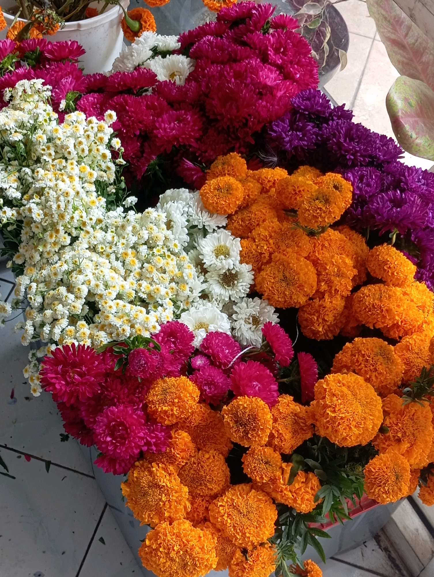 A top-down, medium shot captures a vibrant display of flowers in what appears to be a market stall or shop. The scene is dominated by a variety of colorful blooms, including bright orange marigolds in the foreground, clustered with a deep fuchsia pink aster variety. Behind these, a dense arrangement of small white flowers with yellow centers adds a contrasting texture. Further back, deeper hues of dark pink and vibrant purple asters create a rich backdrop, with some hints of green foliage peeking through. The flowers are packed tightly together, suggesting a large quantity for sale. The background is softly blurred, but suggests a tiled floor and possibly a white bucket or container holding some of the flowers. The lighting is natural and even, highlighting the rich colors of the flowers. This scene is likely located in the city of Semarang, Indonesia, a common setting for such floral displays.