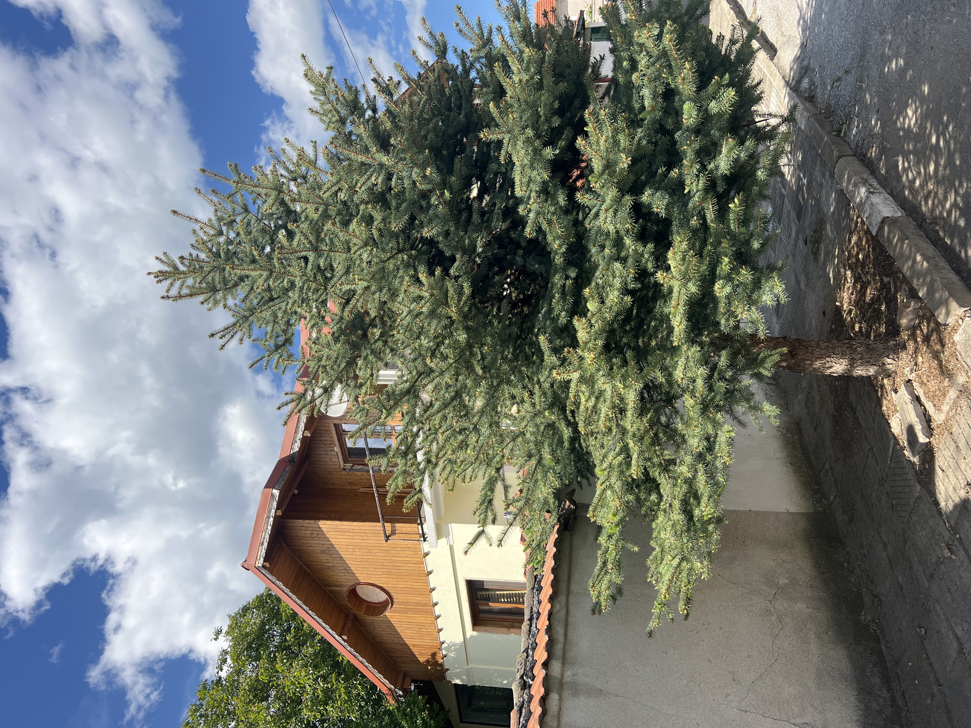The image shows a large coniferous tree next to a two-story building. The building has a wooden section with a round window and a light-colored section with a visible window. A section of a street and sidewalk are visible on the right side of the frame. The sky is partly cloudy with blue patches. The location is suggested to be Zelenikovo, Bulgaria.