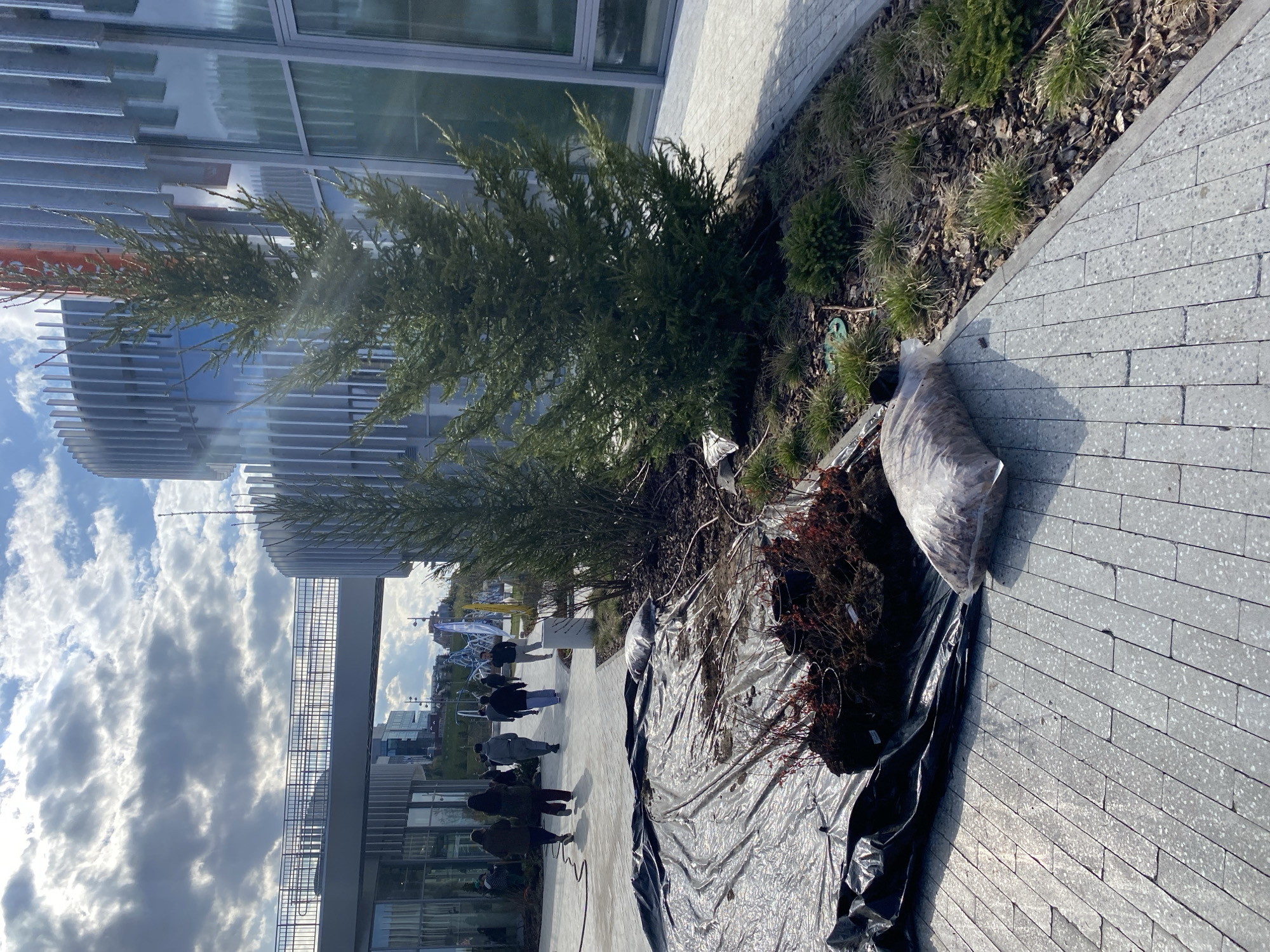 The image, rotated 90 degrees counter-clockwise, captures an outdoor urban landscape scene in Kazan, Russia. In the foreground, a prominent evergreen tree stands within a mulched garden bed alongside a grey paved walkway. A black plastic tarp is spread on the ground near the tree, containing soil or organic matter and several potted plants with reddish-brown foliage. A large, light-colored bag, likely filled with landscaping supplies, rests on the tarp, suggesting recent or ongoing garden maintenance.
To the left, a row of modern buildings with reflective glass facades and distinctive horizontal louvers rise under a bright, partly cloudy sky. Several people are visible in the mid-ground, walking along a paved path, going about their daily activities. An elevated pedestrian bridge or walkway can be seen in the distance, connecting structures. The scene suggests a well-maintained public or corporate area. The bright lighting indicates daytime. No discernible text is visible in the image.