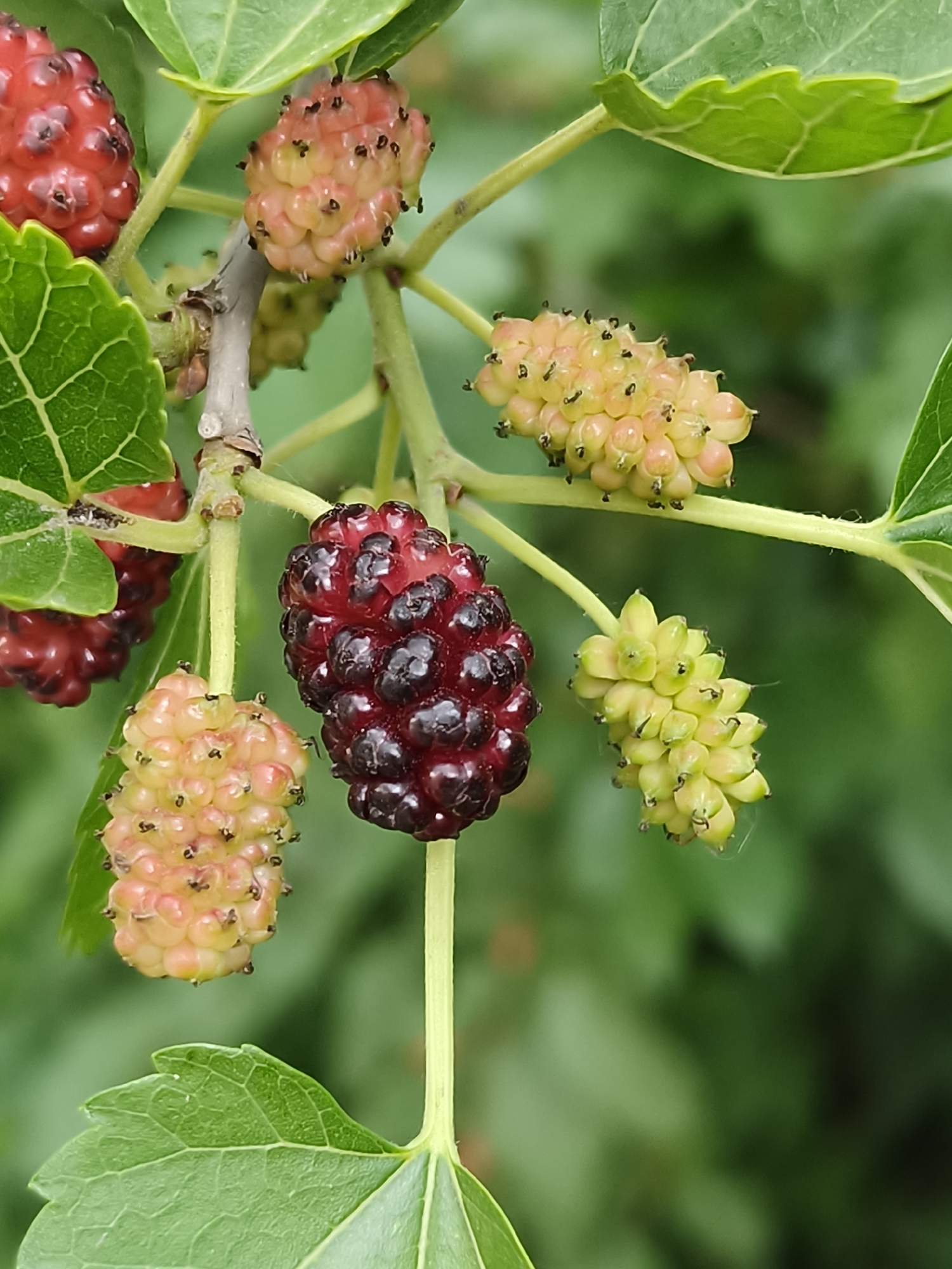 A cluster of unripe and ripe mulberries hangs from a branch, interspersed with green leaves. The mulberries vary in color from pale yellow and pink to deep red-purple, indicating different stages of ripeness. The scene is set against a soft, blurred green background of foliage, suggesting an outdoor environment, possibly a garden or orchard. The image is a close-up, macro shot, focusing on the texture and detail of the fruit and leaves. There is no indication of human presence or any urban elements that would place this image specifically in Kryvyi Rih, Ukraine.
